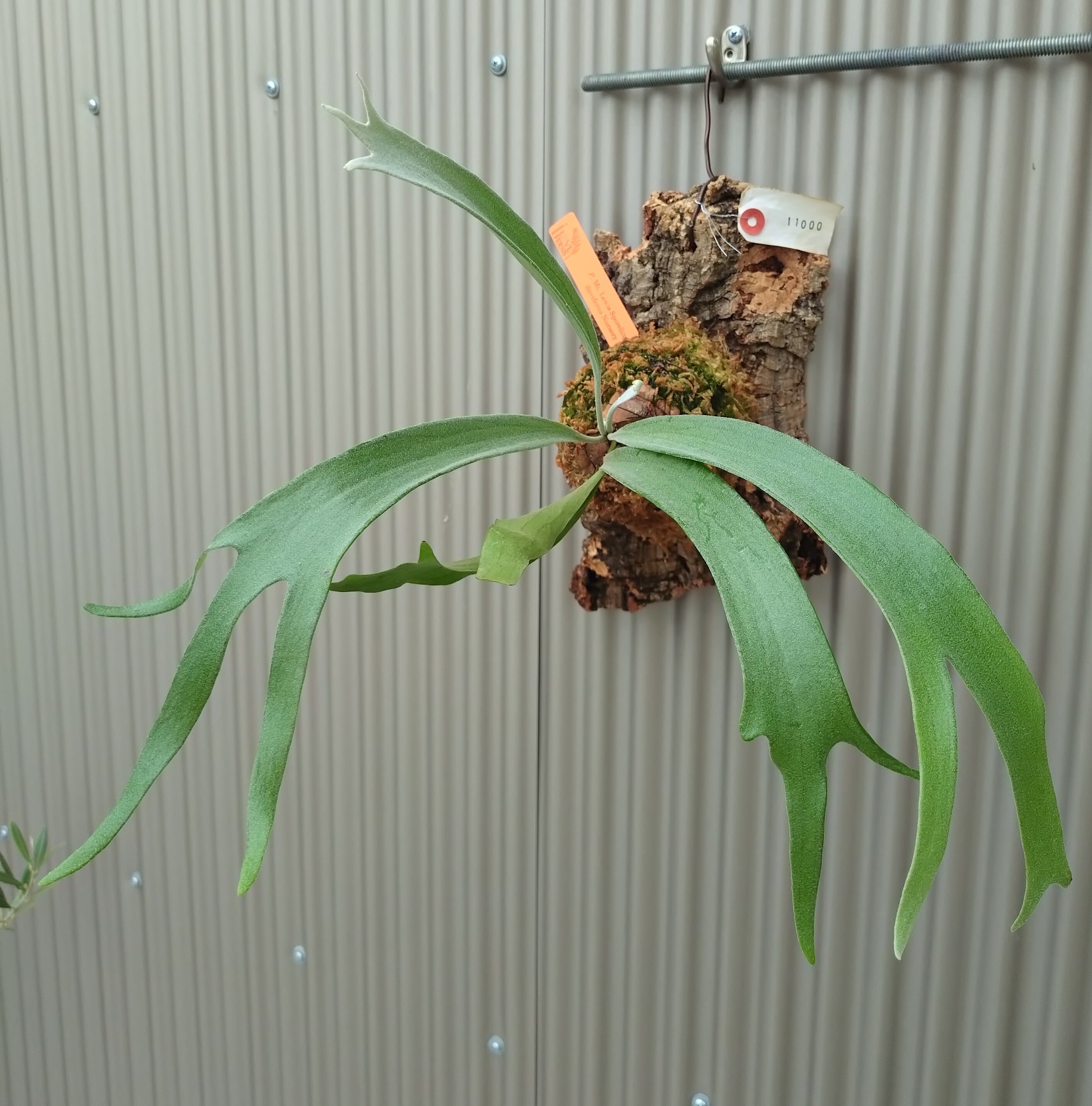 P.Mt.Lewis ビカクシダ co OC 01（?Platycerium Mt. Lewis 【白短 