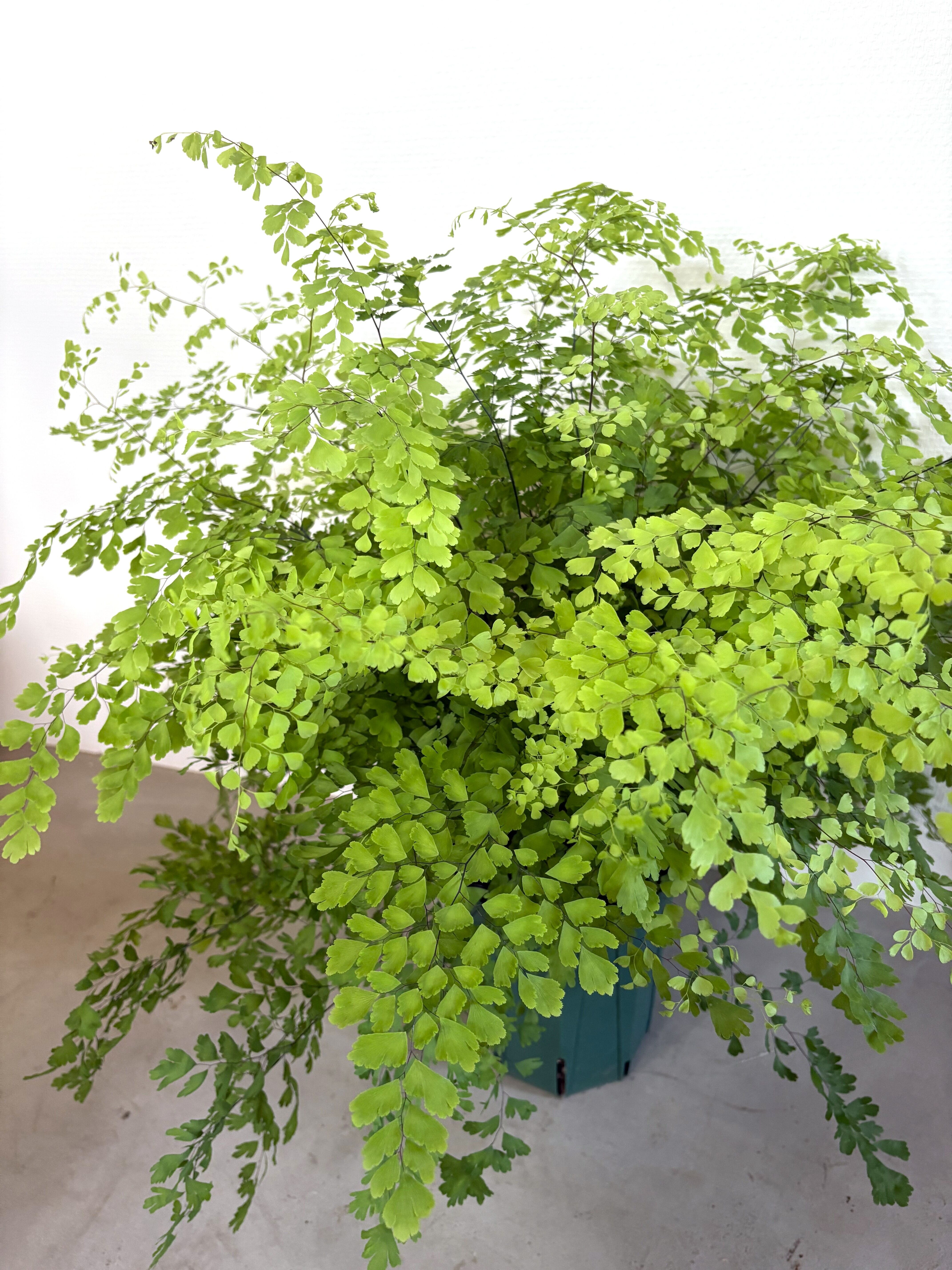 アジアンタム・フラグランス ※Φ18㎝（6号鉢サイズ） | Botanical56