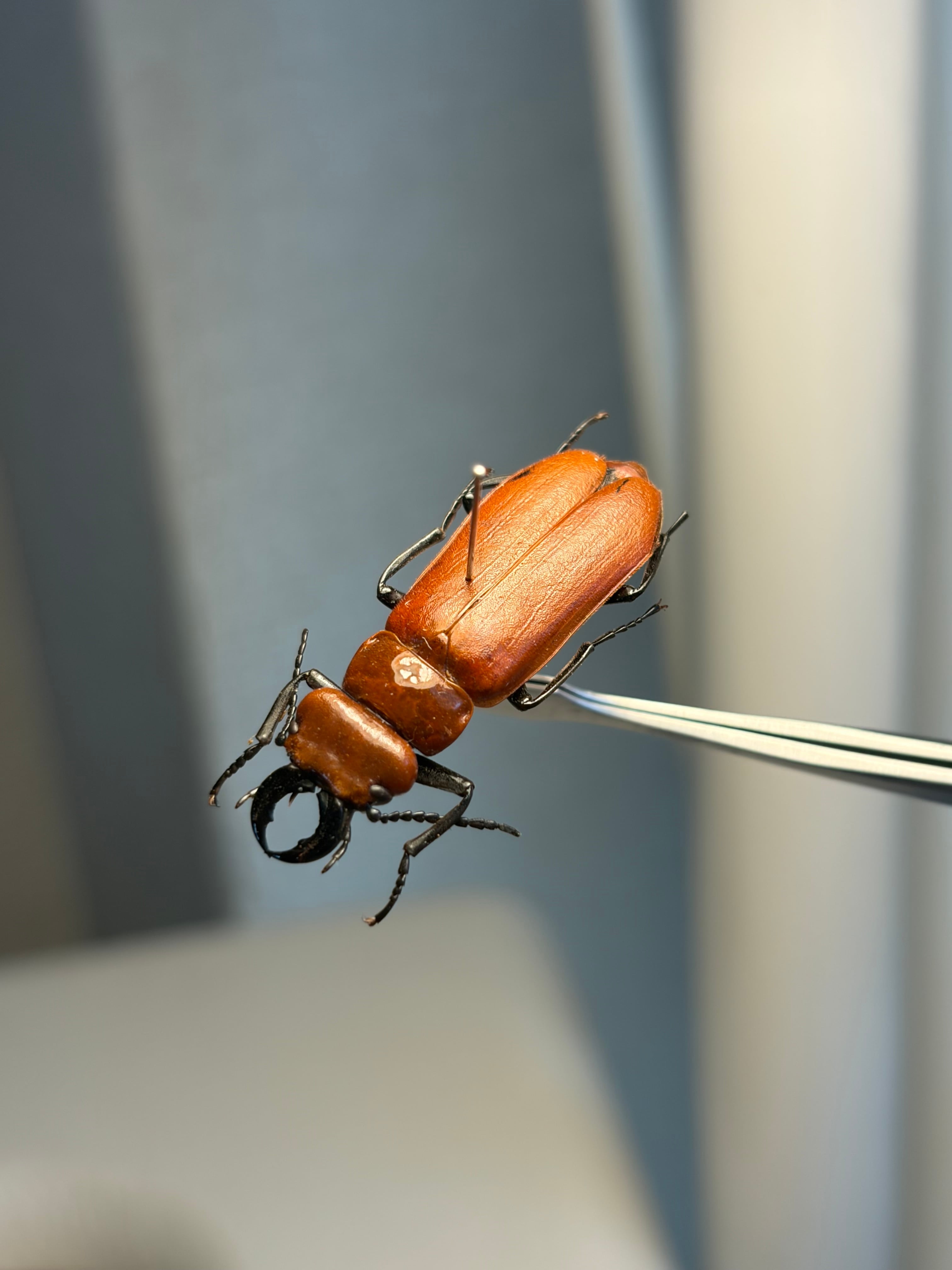 極美個体】ロブスターオオムカデセンチピード 全長20cm程Scolopendra
