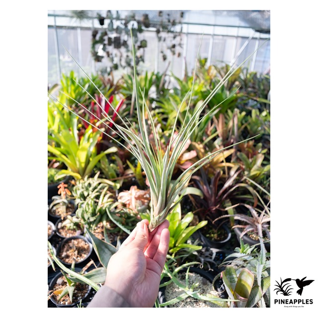 Tillandsia nizandensis (Type Clone) 【現品】
