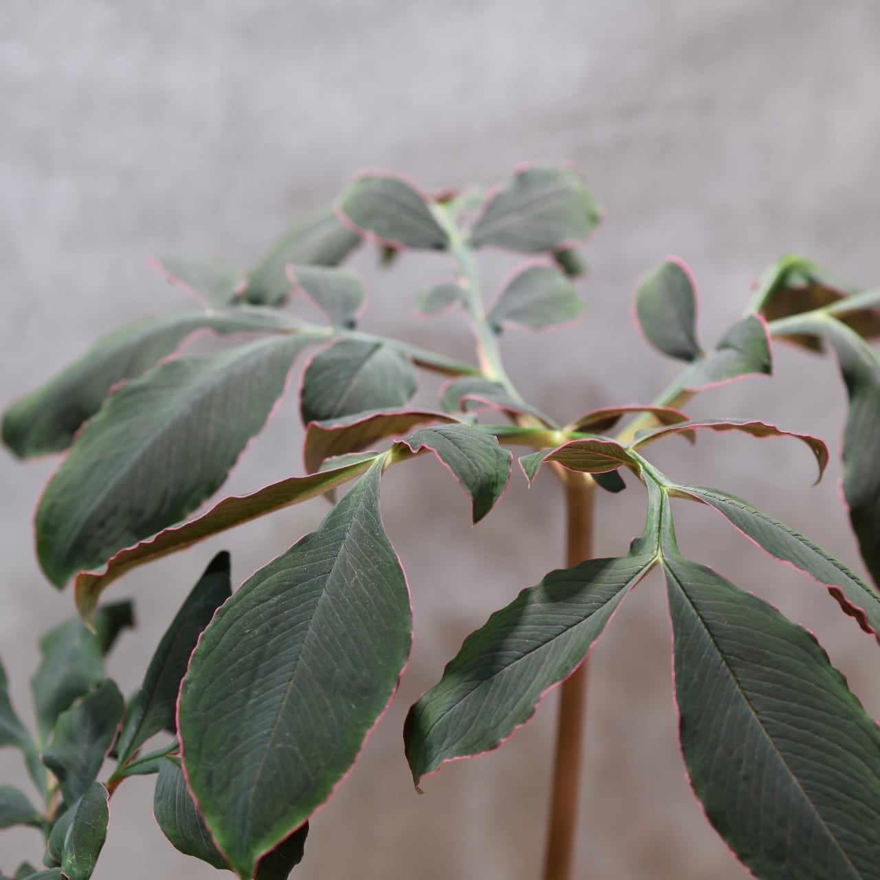 333 怪植物の美『アモルフォファルス・アトロビリディス』観葉植物
