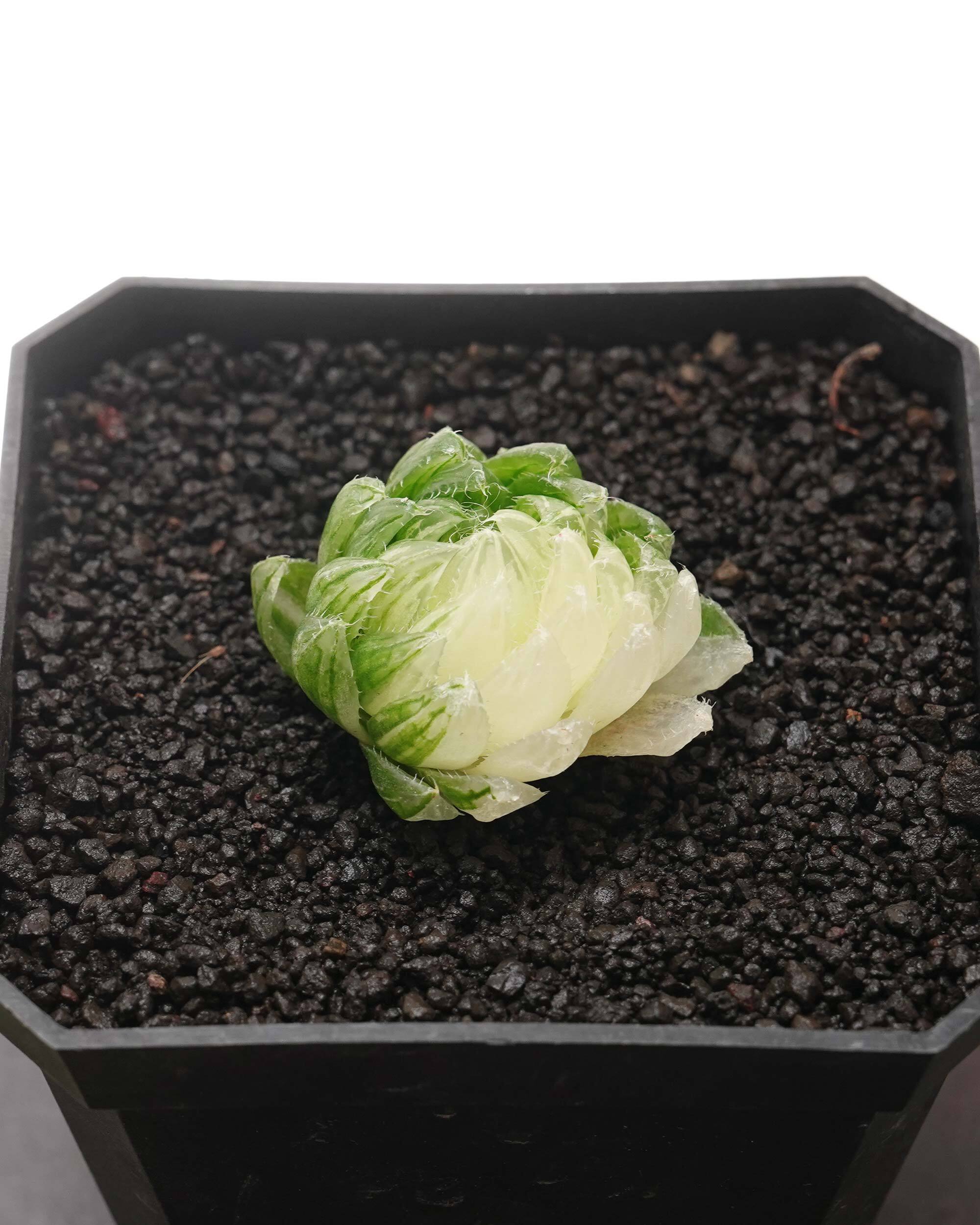 ハオルチア | PUKUBOOK SUCCULENTS