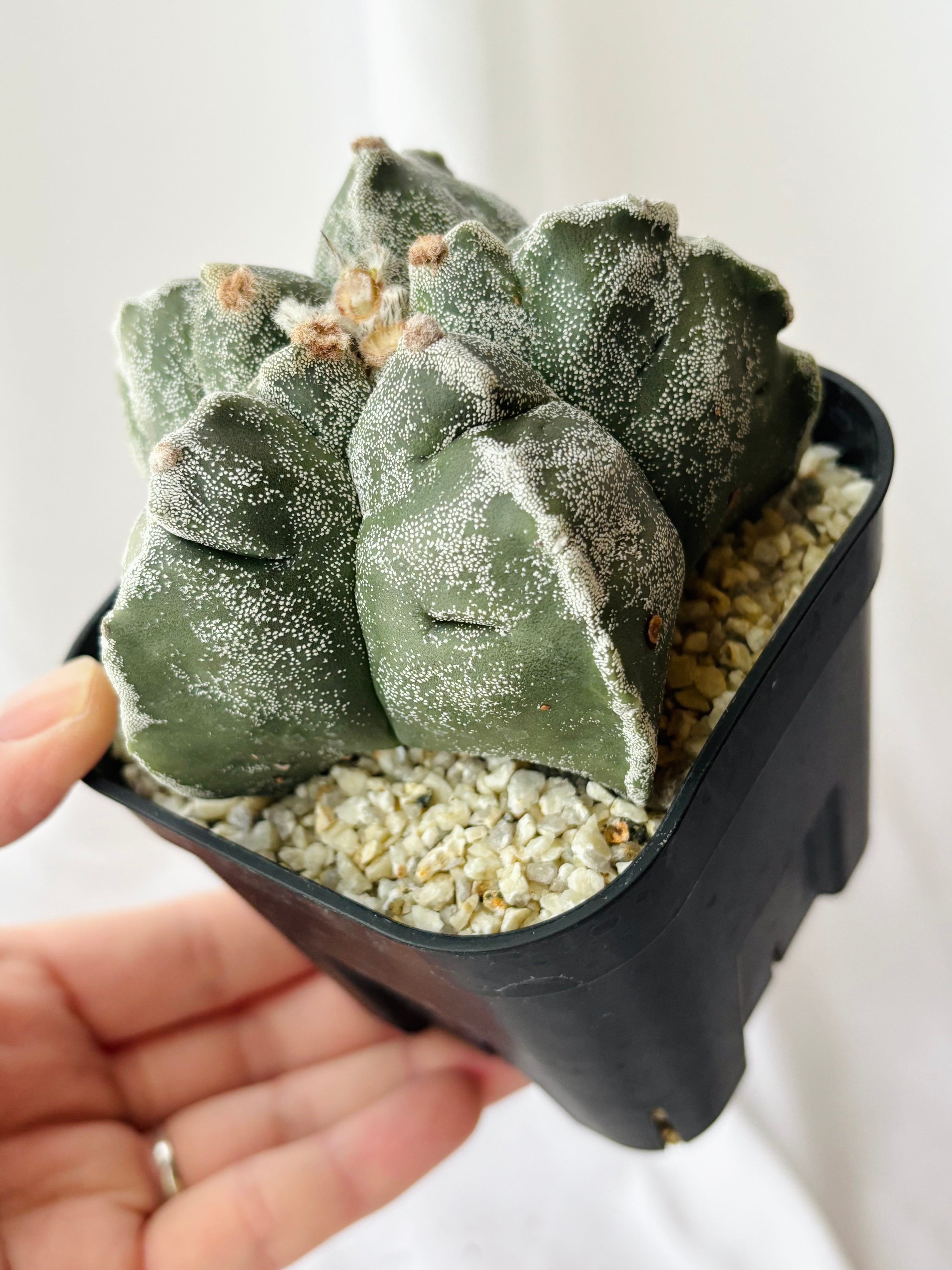 Astrophytum myriostigma アストロフィツム ストロンギロゴナム