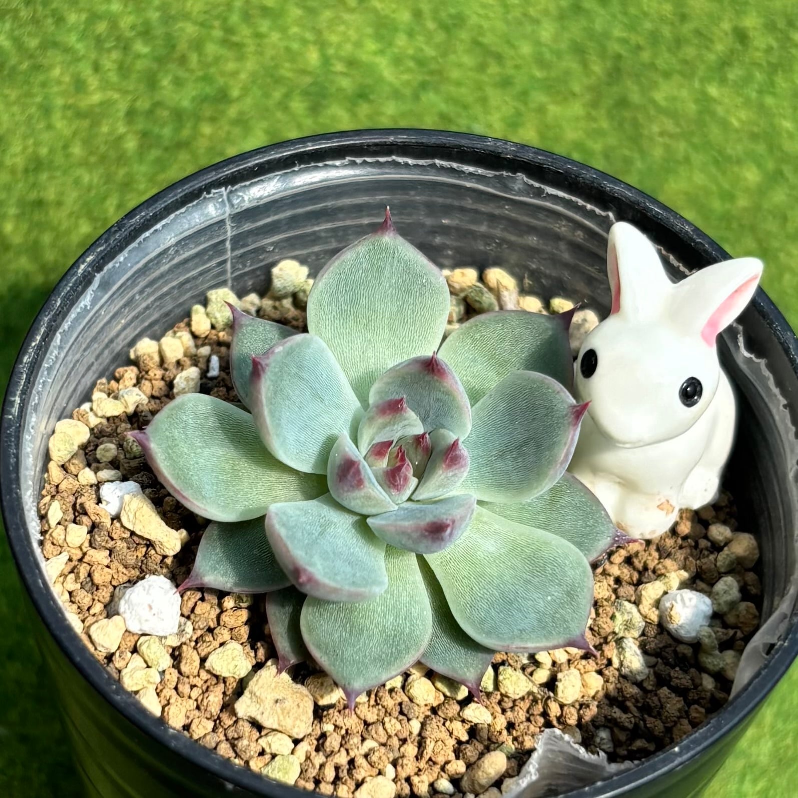 八千代 綴化 大サイズ | 多肉植物 豆彦商店
