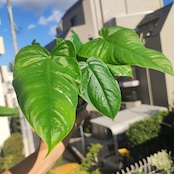 フィロデンドロン テヌー / Philodendron tenue③