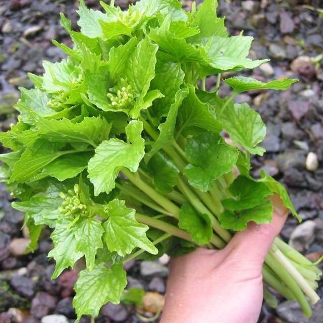 花わさび2 農家の醤油漬レシピ付き 北村わさび
