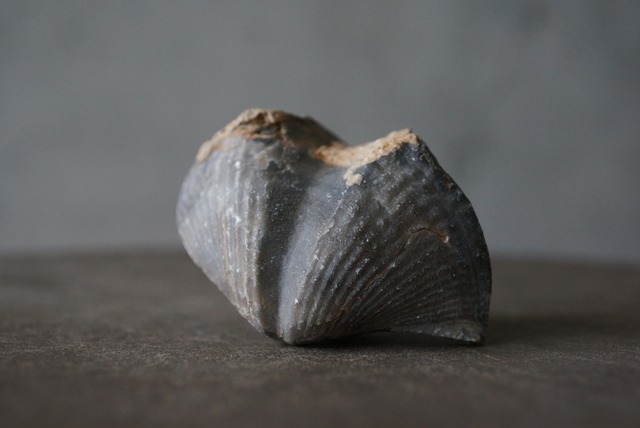 モロッコ産腕足類化石　Spinocyrtia elburzensis 1111