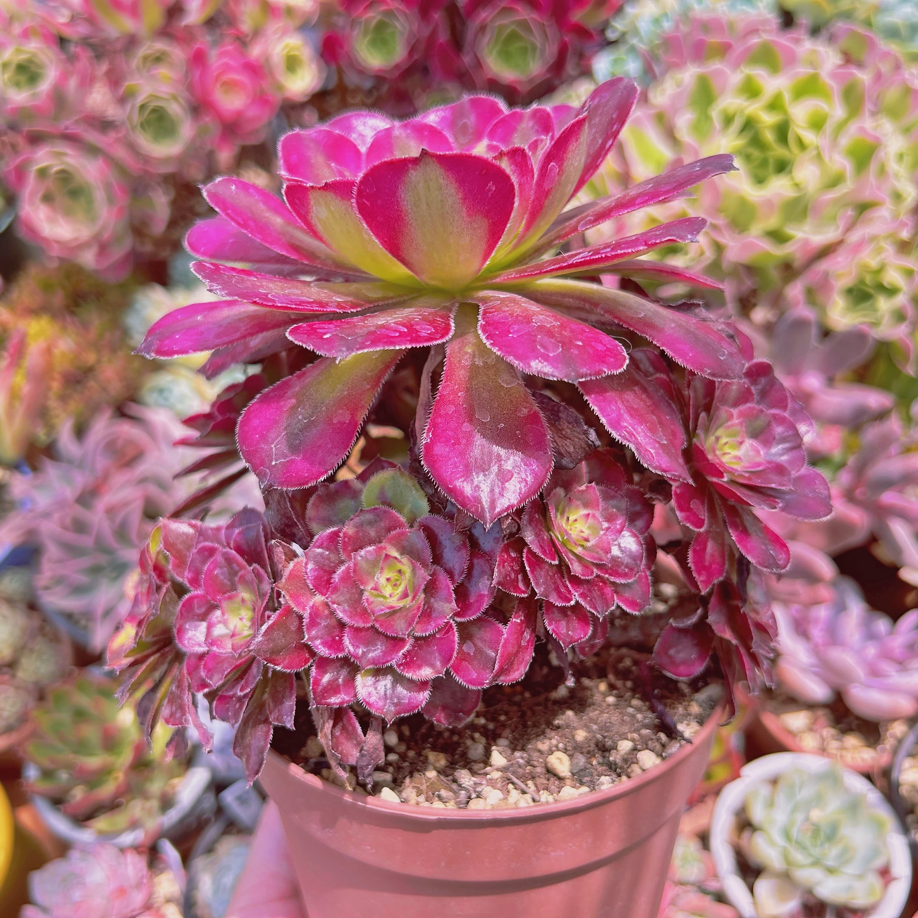 855現物 多肉植物 美姫(Aeonium) 特大群生 抜き苗 | るる農園~多肉植物専門