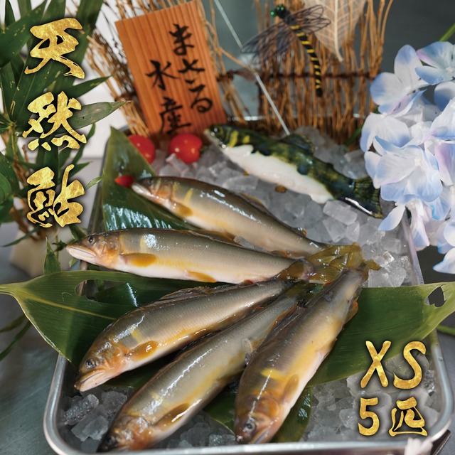 天然鮎5匹セット　XS　冷凍 画像