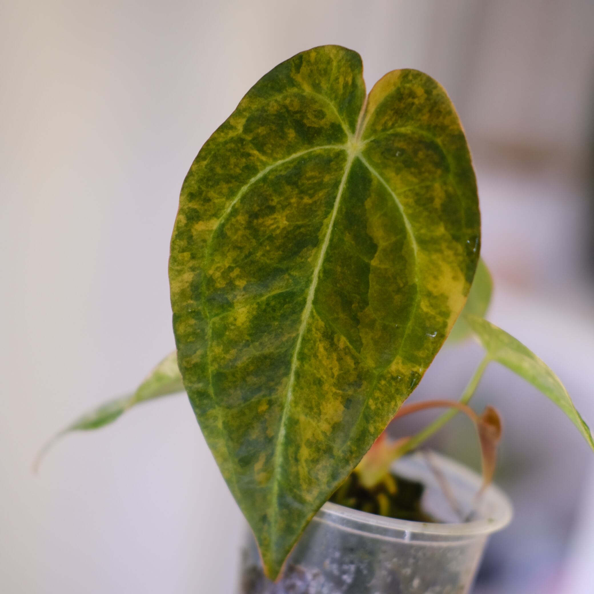 Anthurium papillilaminum var. “Australia version” × Anthurium 'Red
