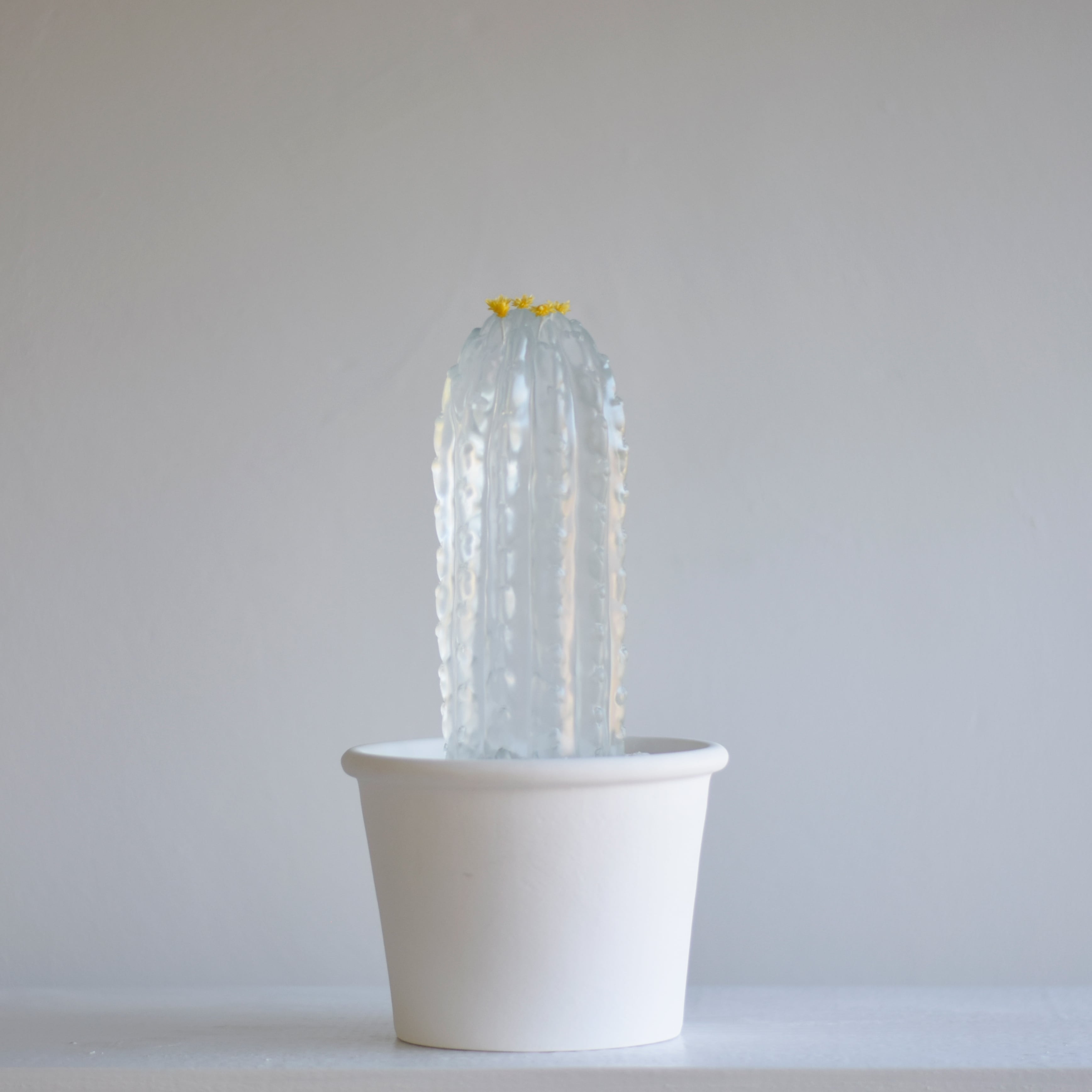 clear cactus ブラウニー | Sabotensi