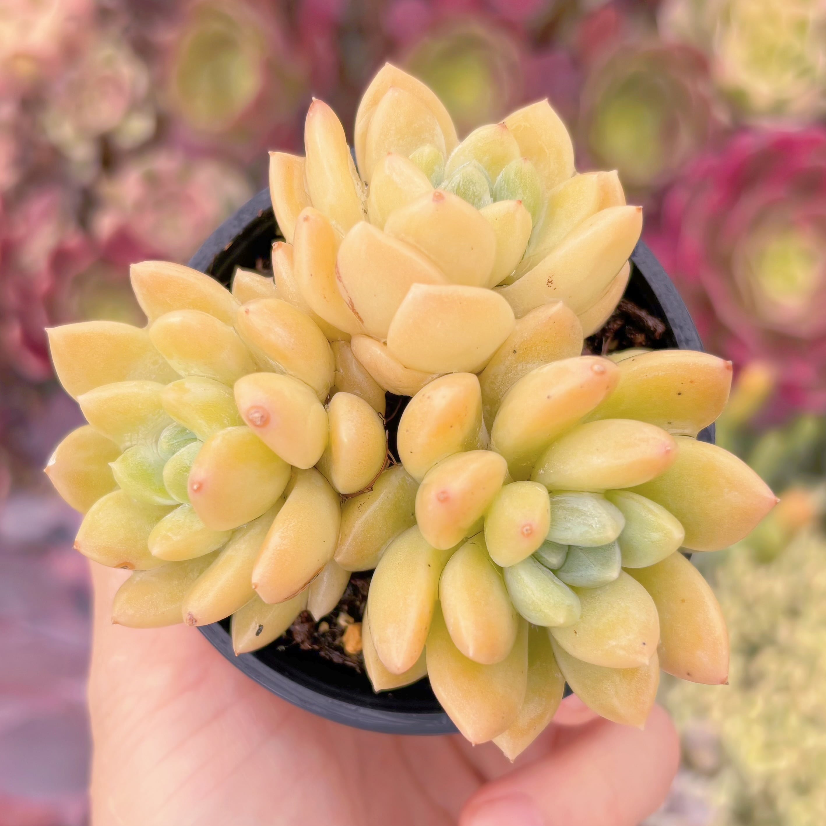 現品　阮玲玉#A71　るる農園