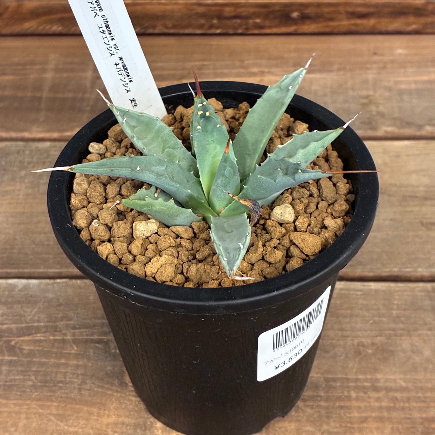 多肉植物 | PROTOLEAF プロトリーフ