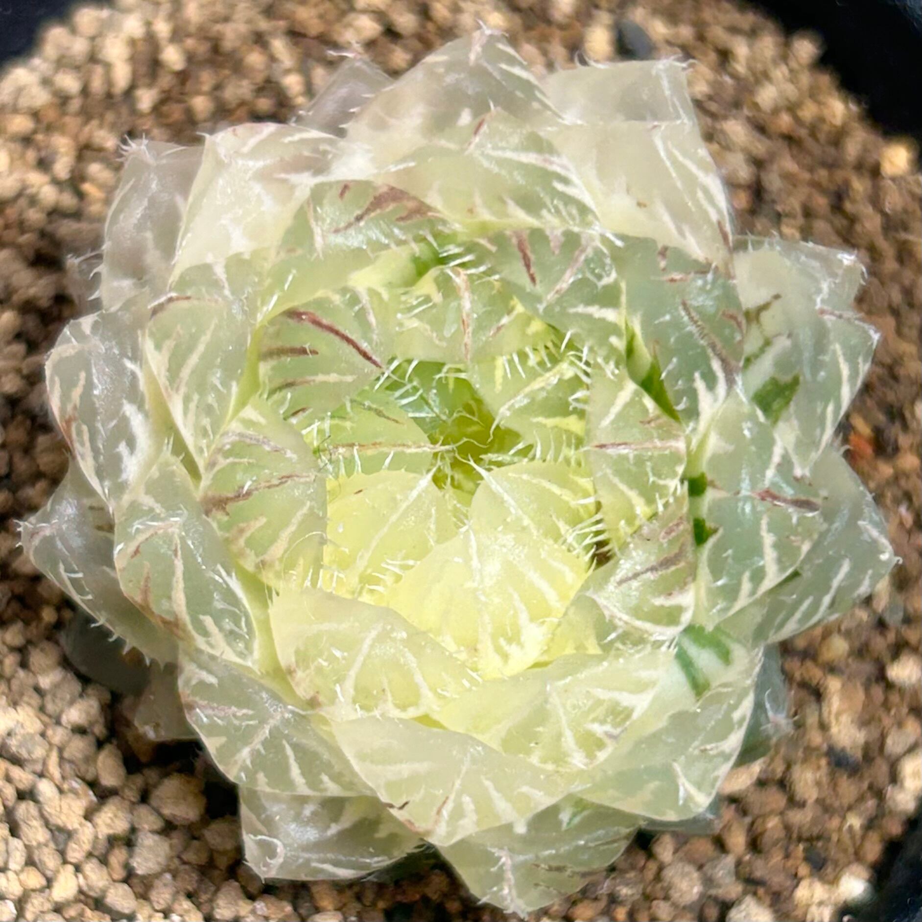 錦 | RuPo 多肉植物専門店