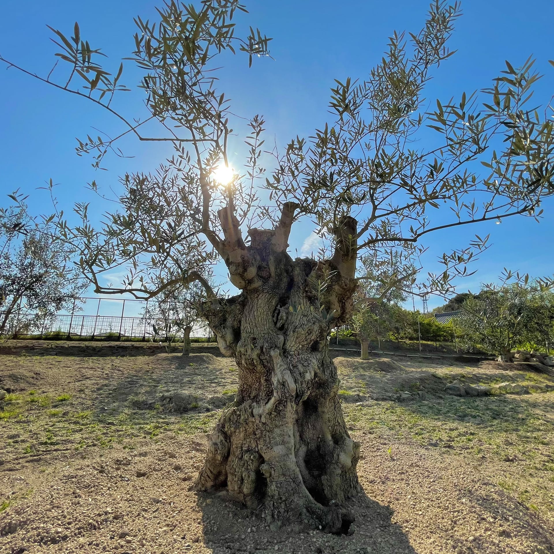 小豆島産エキストラバージン オリーブオイル 味咲（みさき）＜（株）小豆島岬工房＞