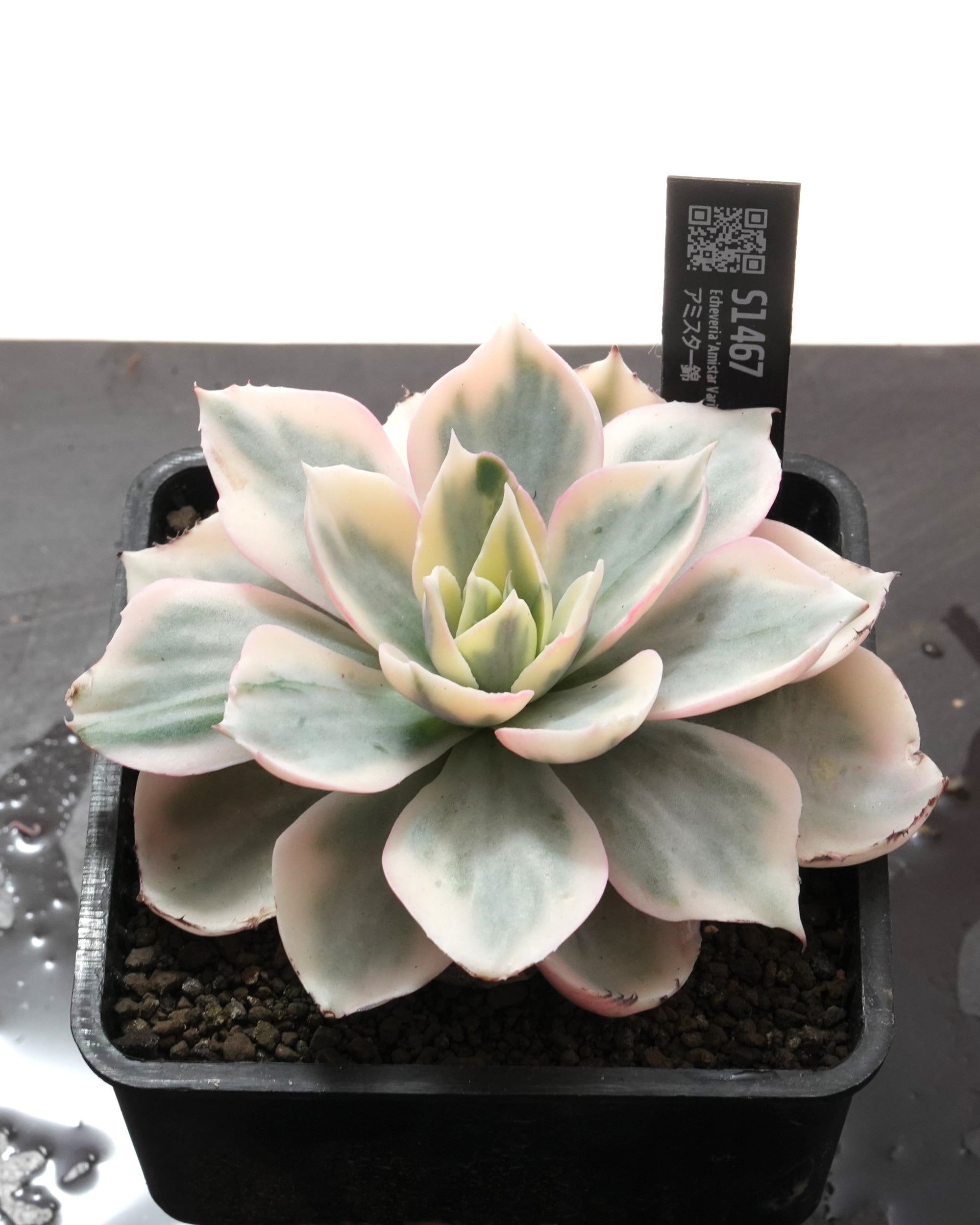 抜き苗 アミスター錦 Echeveria 'Amistar Variegated' | PUKUBOOK