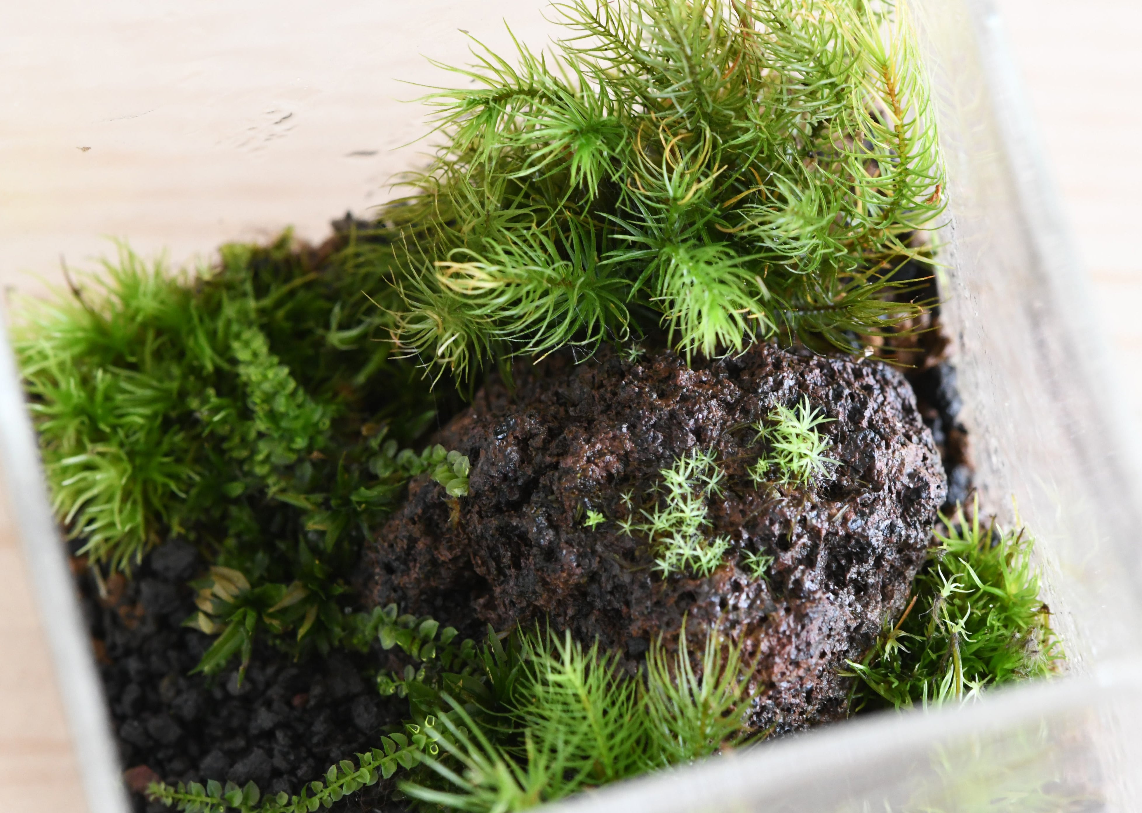 【完成品】苔テラリウム 景色を楽しむ苔テラリウム】苔景BOX Msize | 苔テラリウム専門ショップ道草