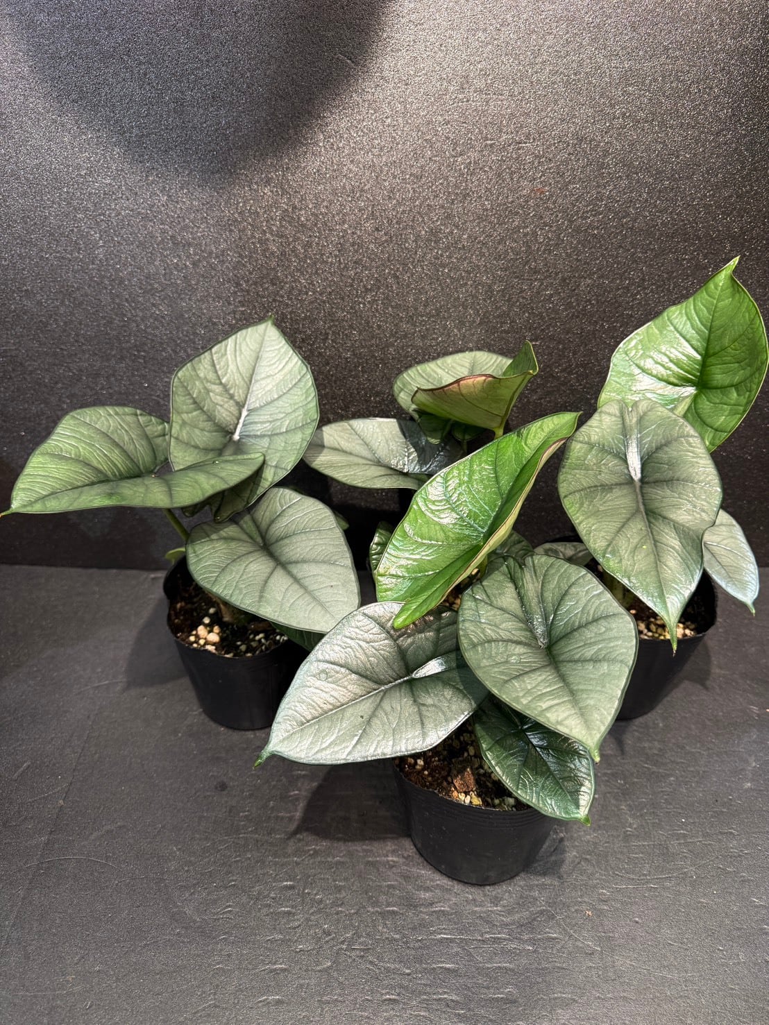 限定2鉢！アロカシア・ヴェノム 3号水苔 希少 | 観葉植物と雑貨のお店