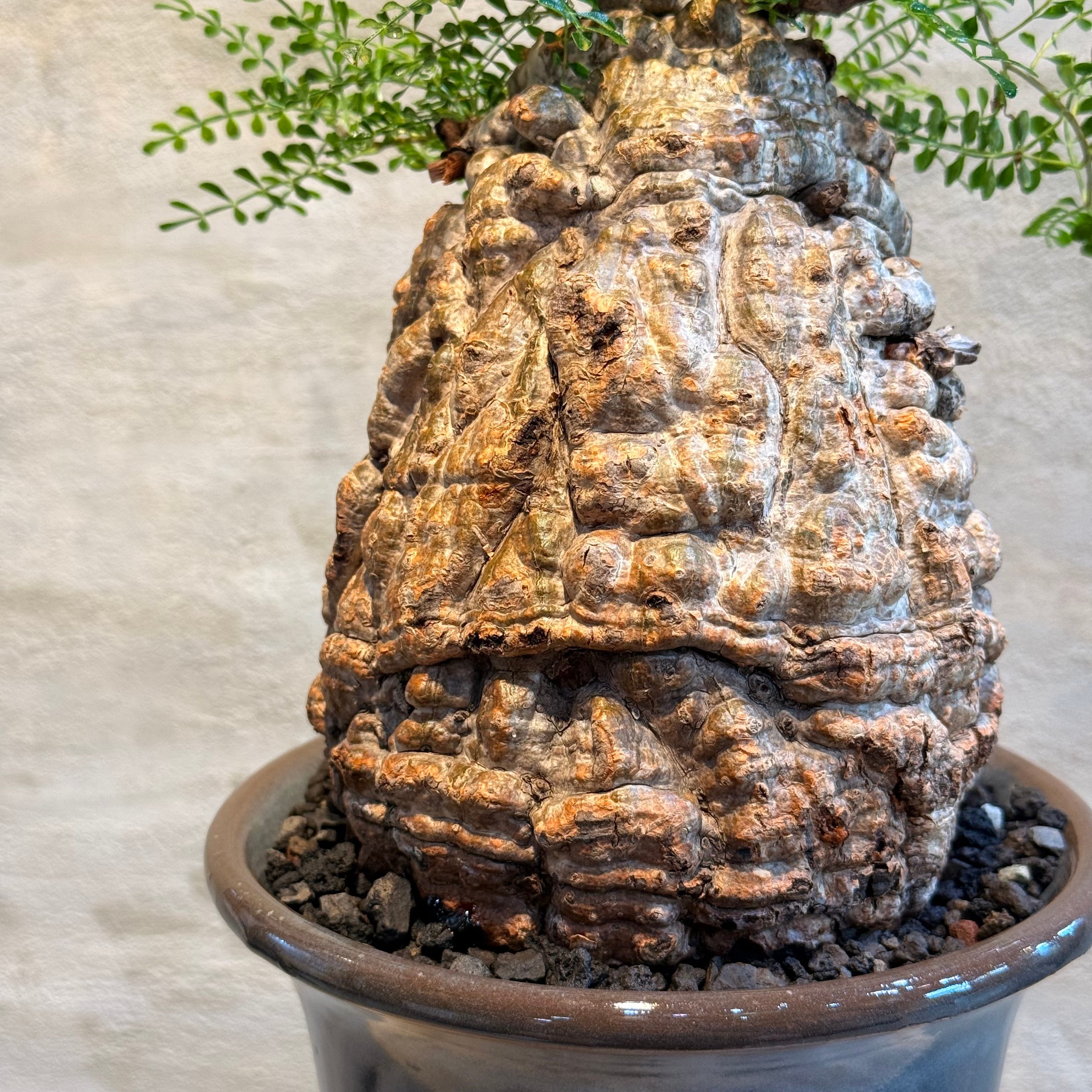 送料無料！【植物】オペルクリカリア パキプス 発根済み現地株×ARCH
