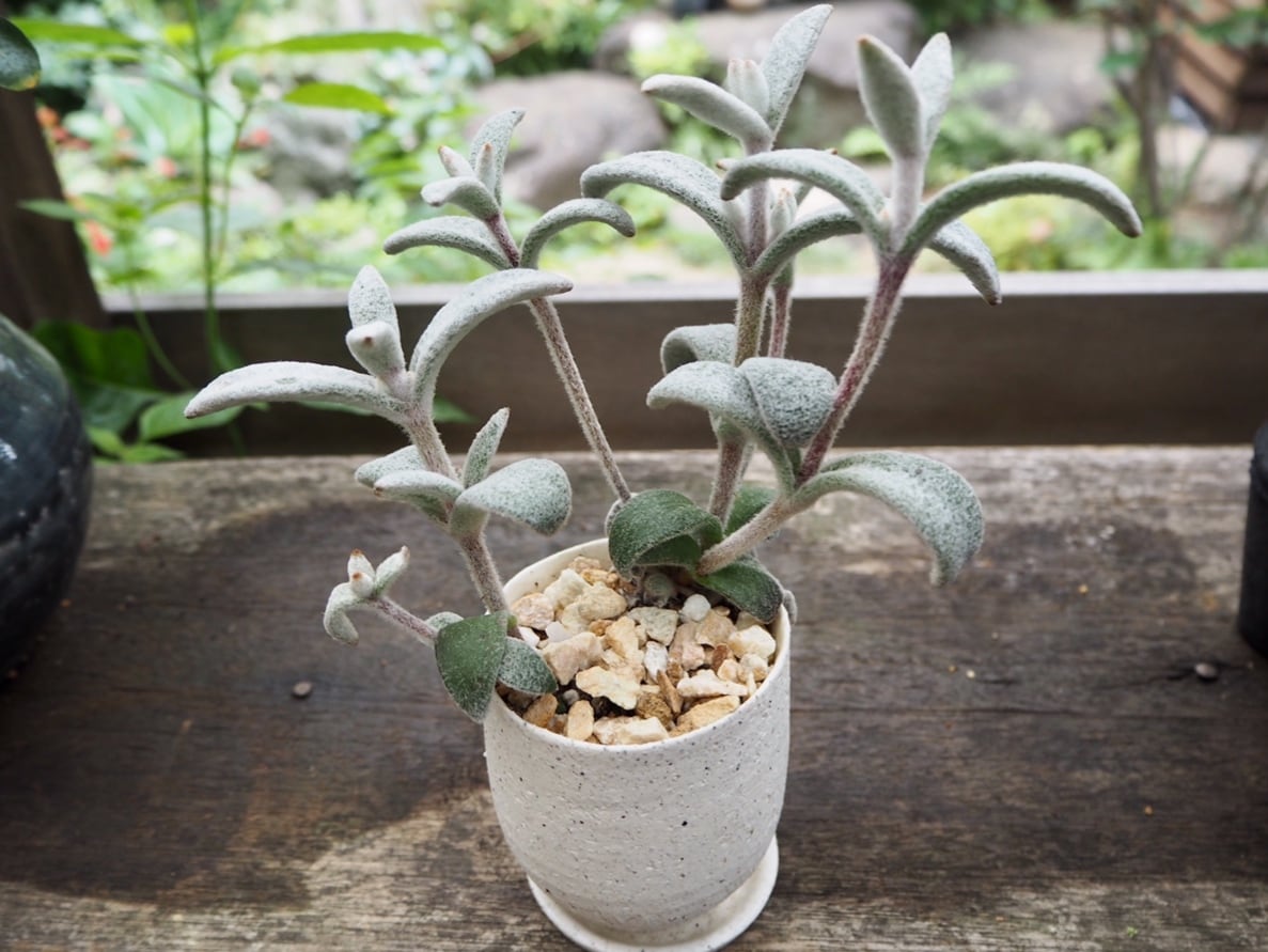 多肉 植物 レア 美苗 もふもふ ぷっくり 雪だるま カランコエ 激かわい