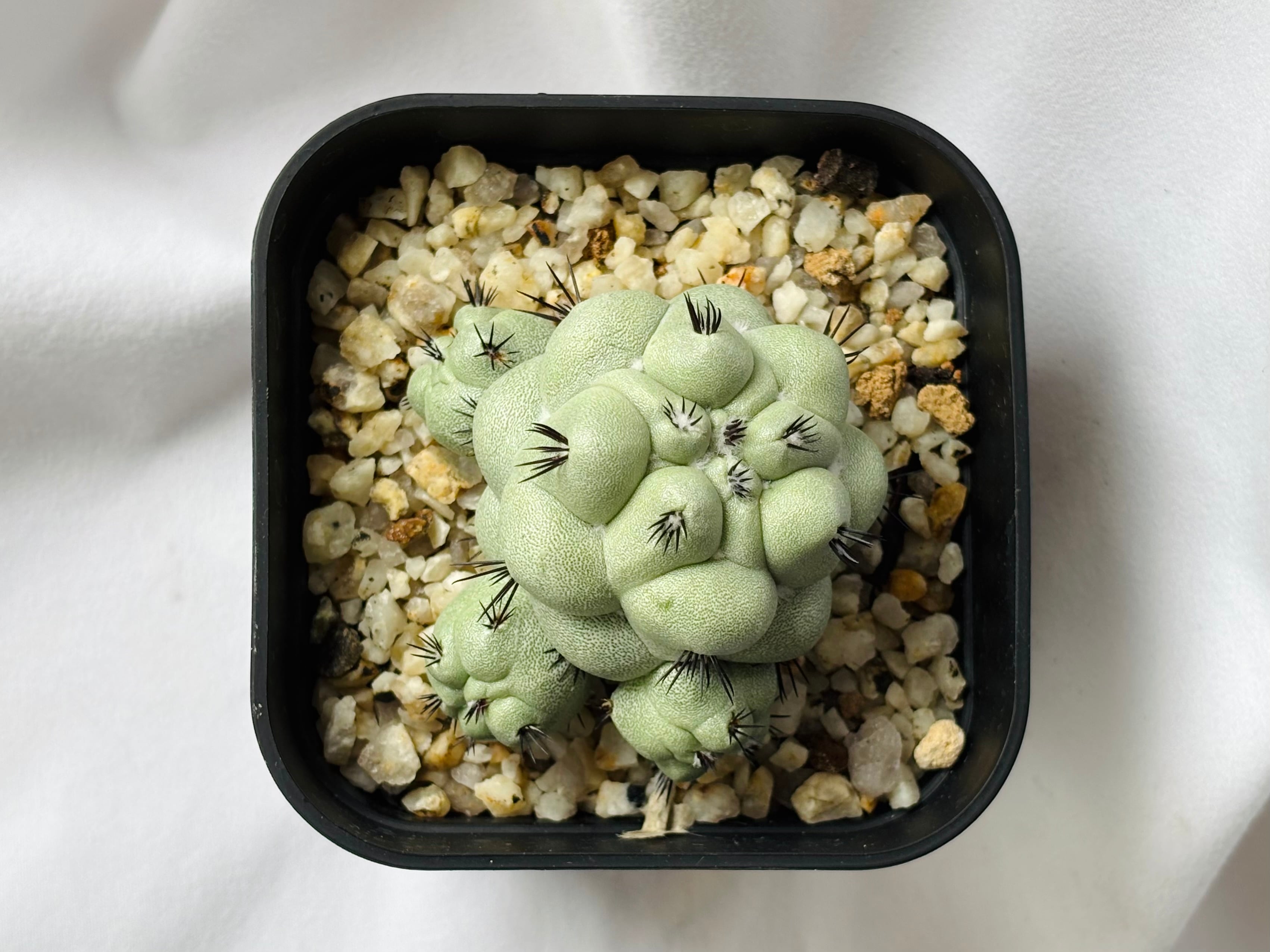 Ortegocactus macdougallii オルテゴカクタス マクドガリー サボテン