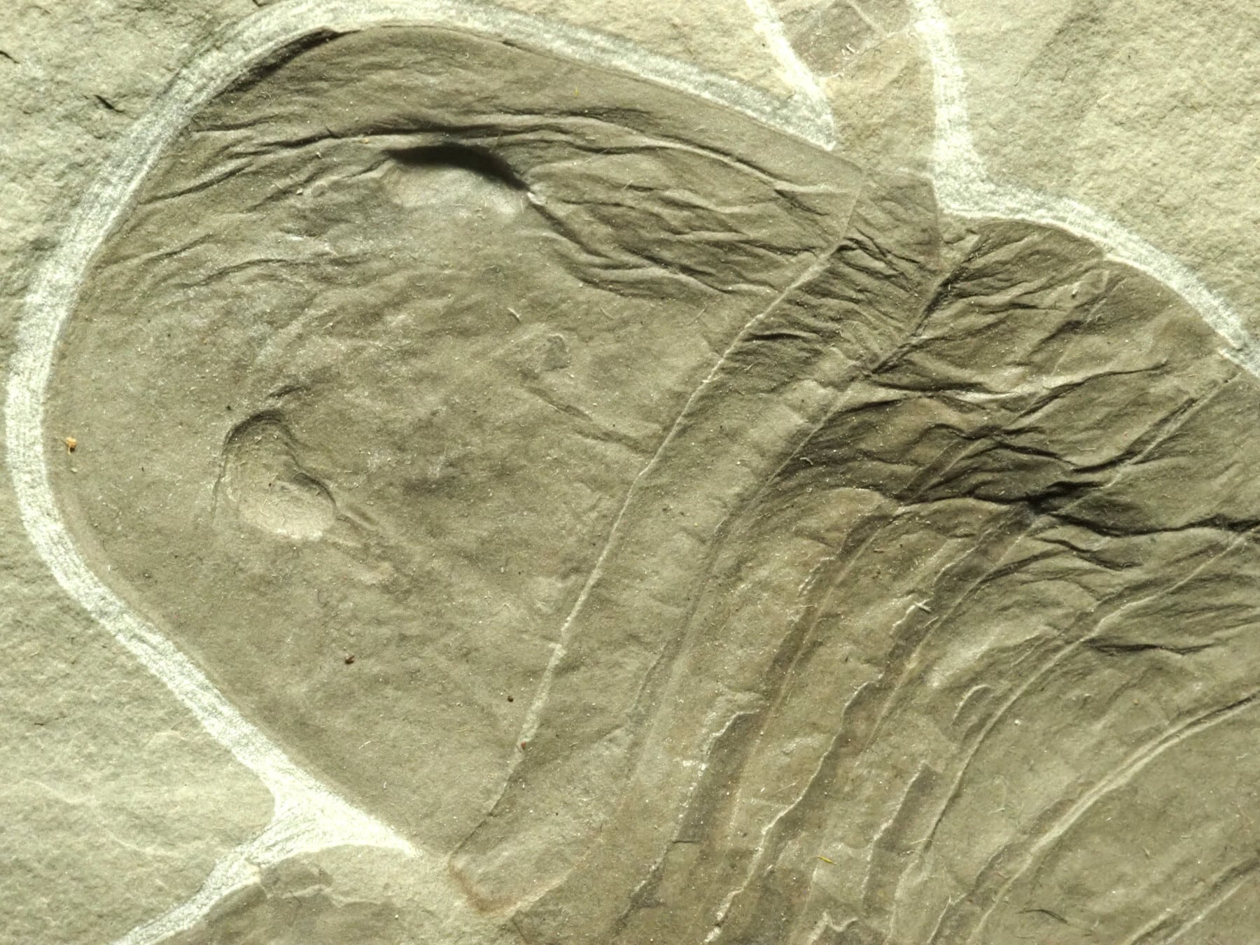 NY産！ウミサソリの化石 【2800ｇ】アメリカ・ニューヨーク州産 NY産！ウミサソリの化石 【2800g】アメリカ・ニューヨーク州産