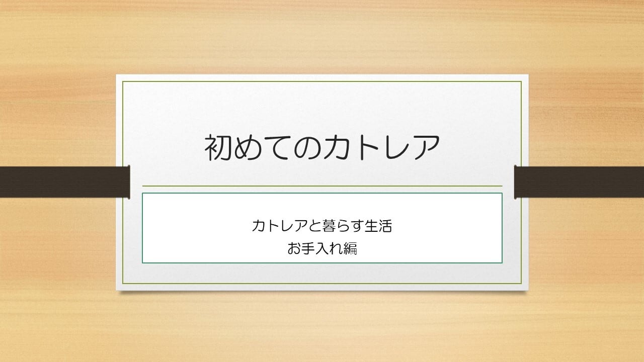 鉢花カトレア ピンク3輪咲 | 12年連続 「全国洋らん品評会」 金賞受賞