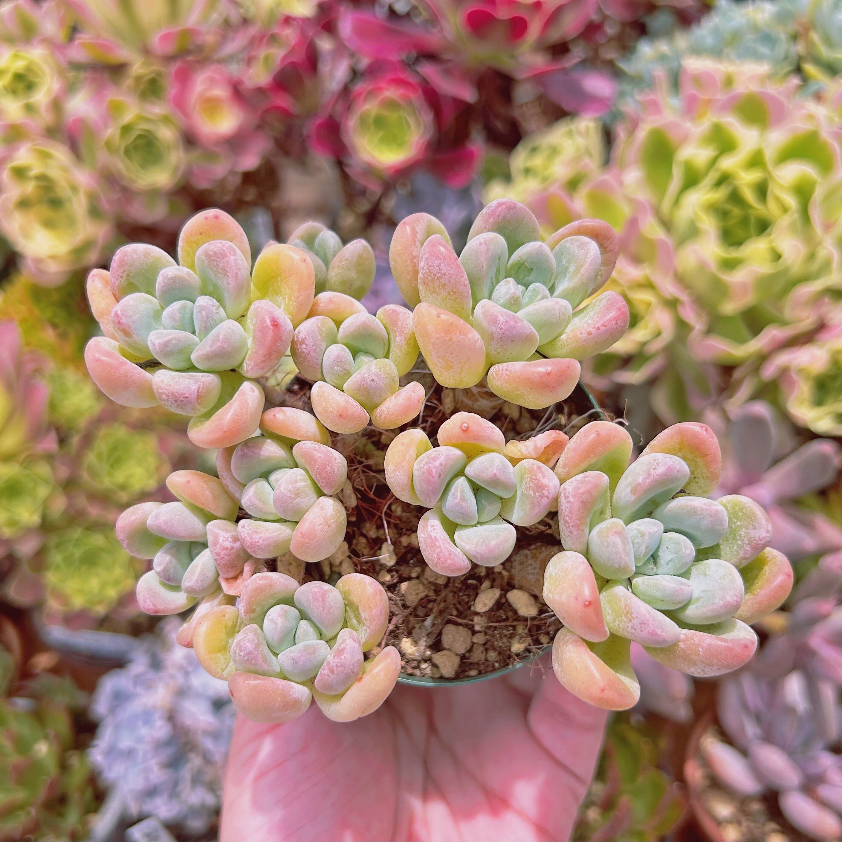 現物　多肉植物　ホワイトフォンテ　特大　抜き苗