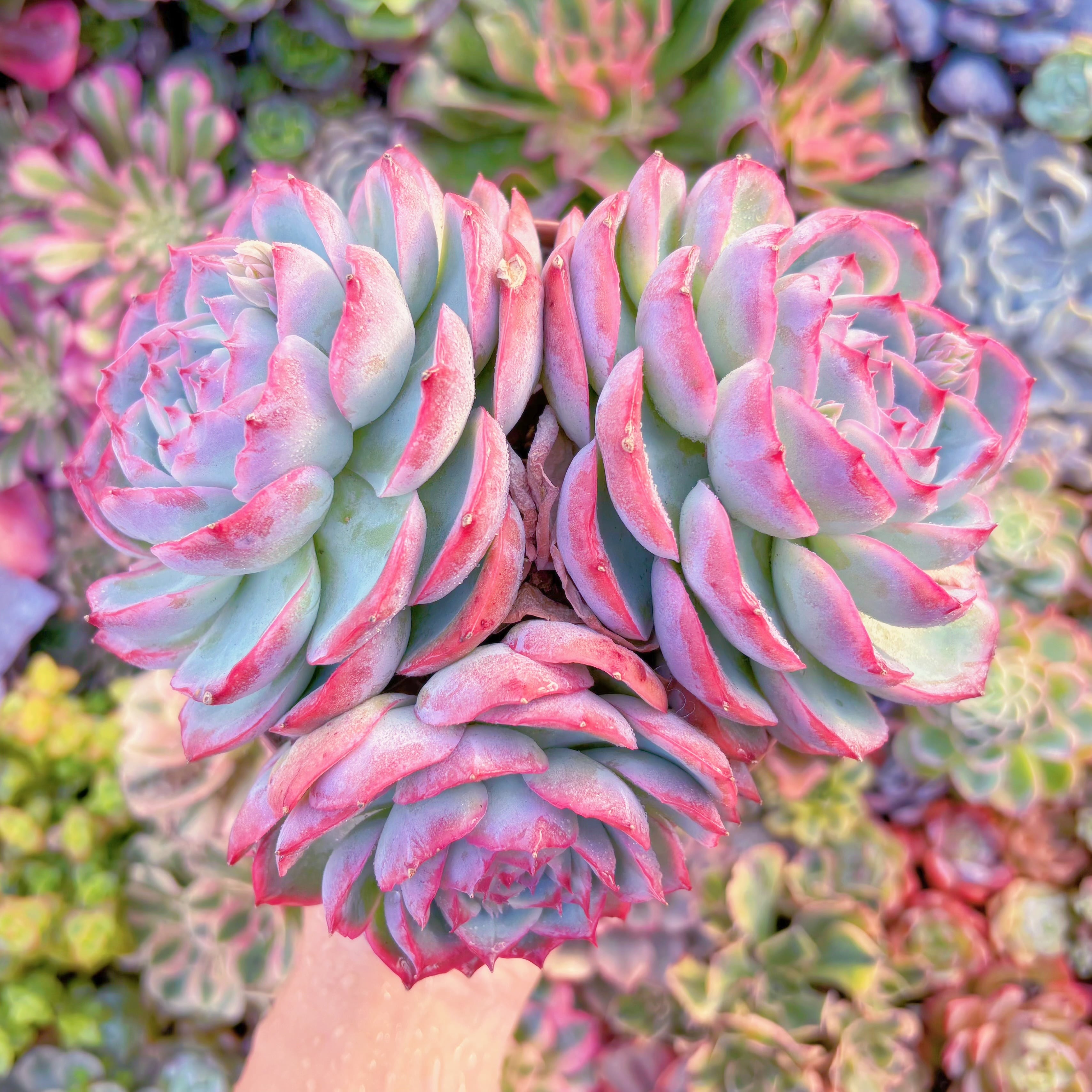 現品　シルエット#A070　特大群生　新入荷　るる農園