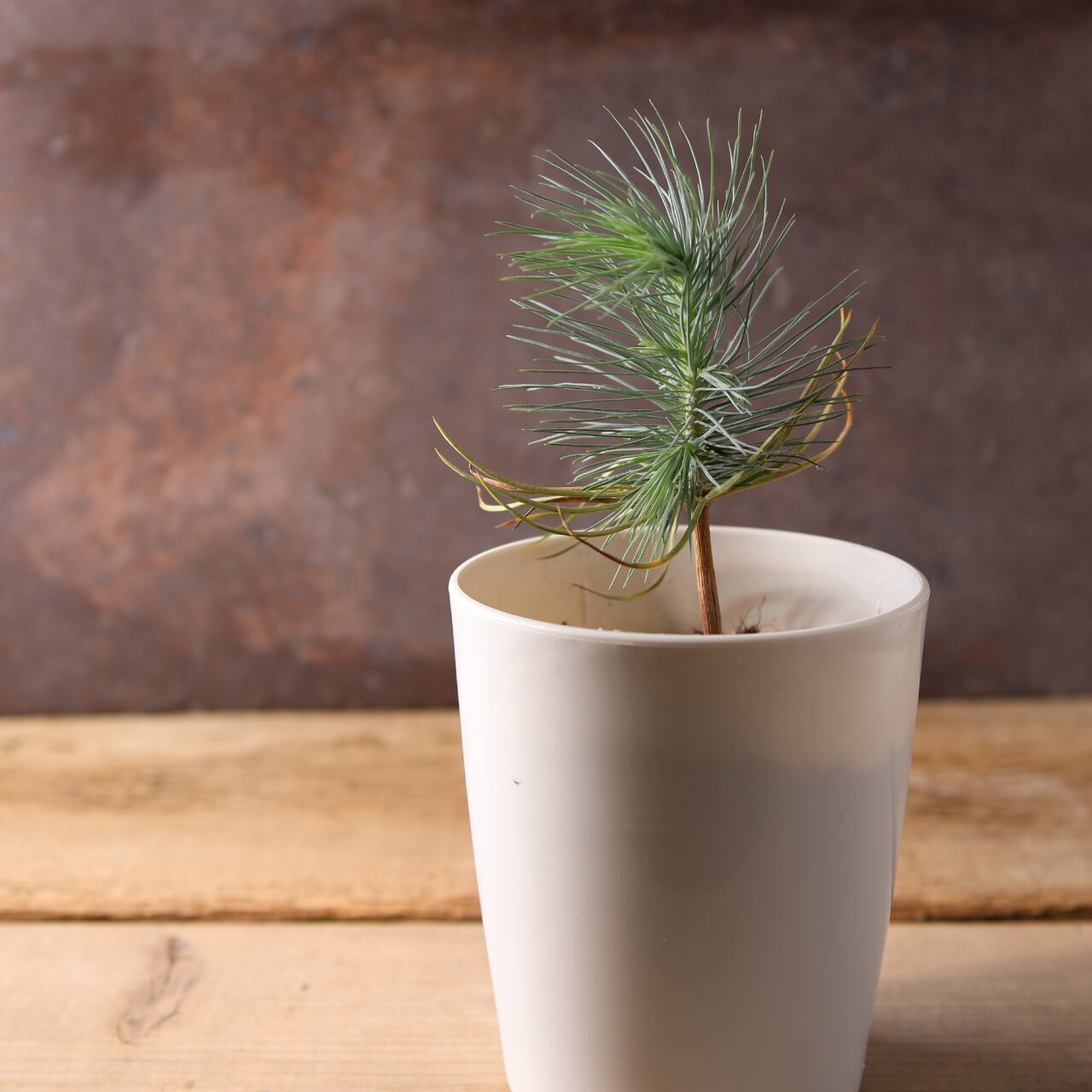 393 力強い樹姿と大粒の実をつける、メキシコ生まれの希少な松