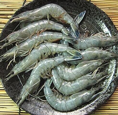 世界最高グレード 天使の海老 エフ エフ フィッシャーズ