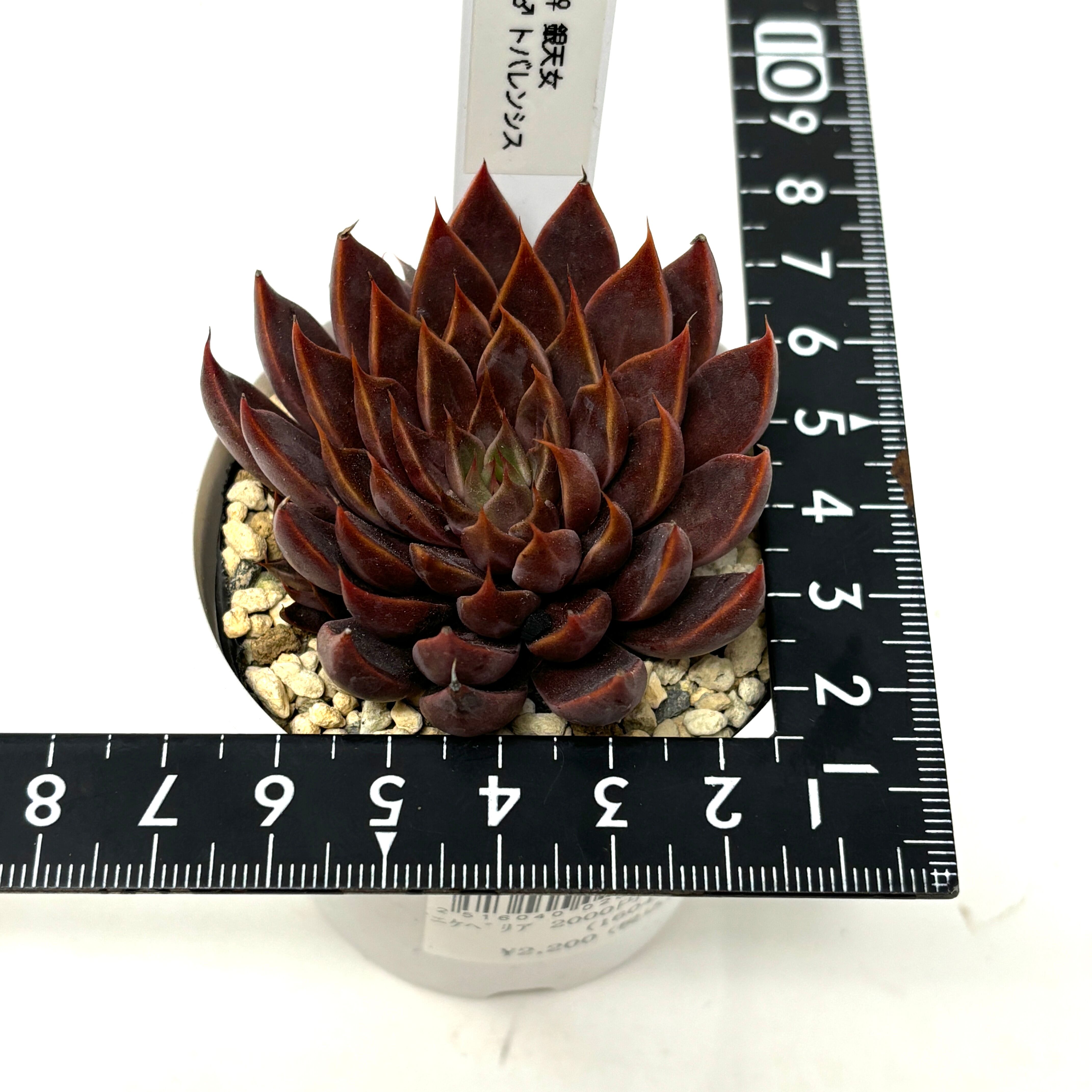 ♀銀天女× ♂トバレンシス【110】 | PROTOLEAF プロトリーフ