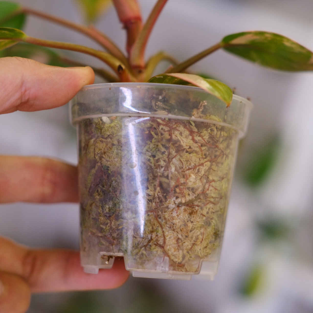 フィロデンドロン・レッドコンゴ / Philodendron Red Congo⑦