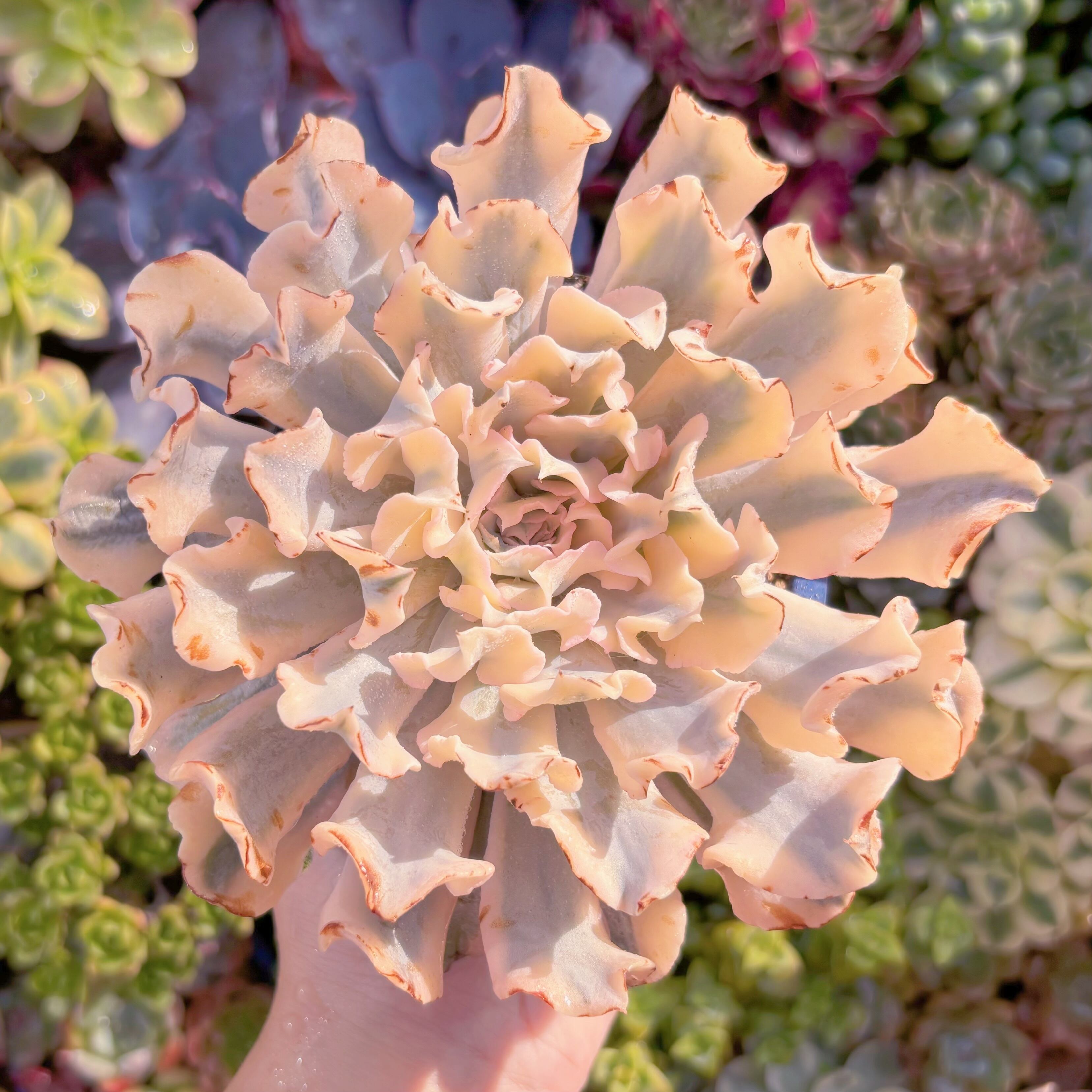 現品 シャフラン錦#C04 在庫僅少 るる農園 | るる農園~多肉植物専門