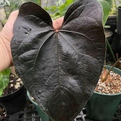 【希少】Anthurium Queen of Heart / アンスリウム クイーン オブ ハート② / 観葉植物<育て方・花言葉>