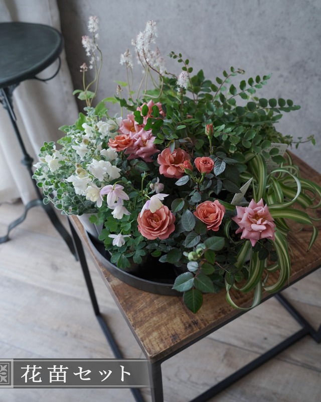 【セット販売】ミニバラ テディベアと観葉植物の小さめ花苗セット