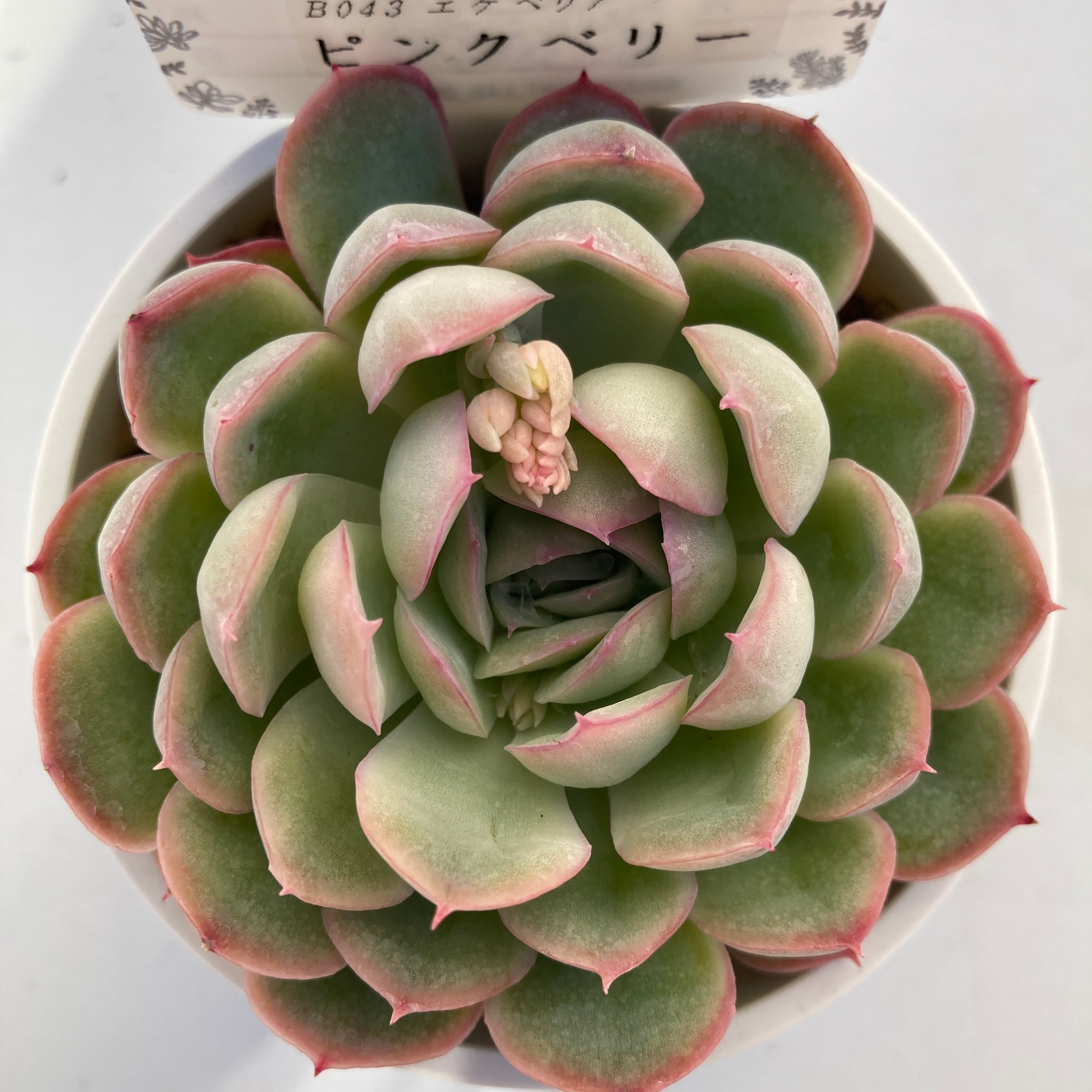 現物商品】ピンクベリー 2.5号サイズ | 多肉植物研究所