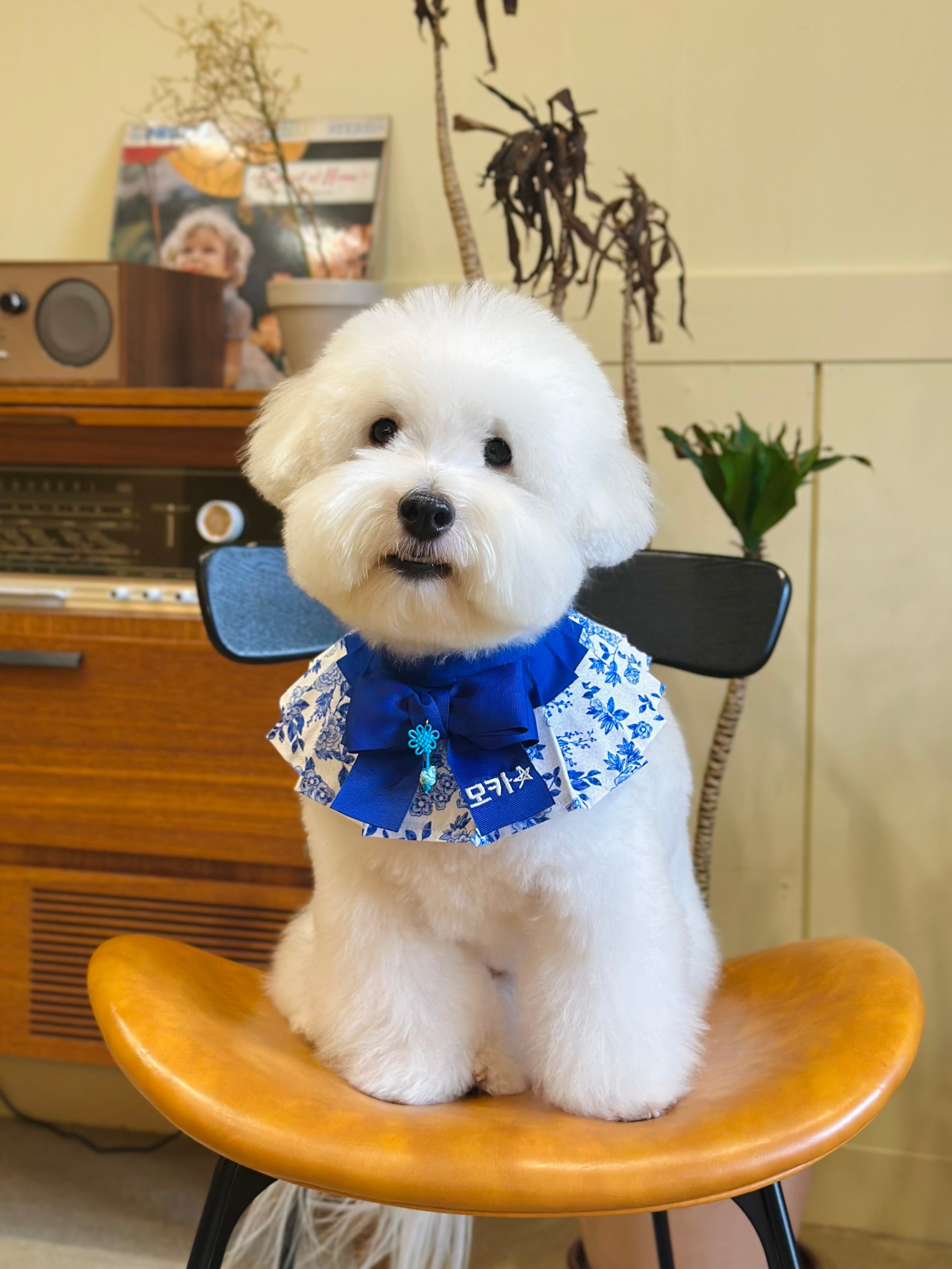 本体+リボンSET/予約【MR.MOKA】Basic Accordion Cape (25FW限定)