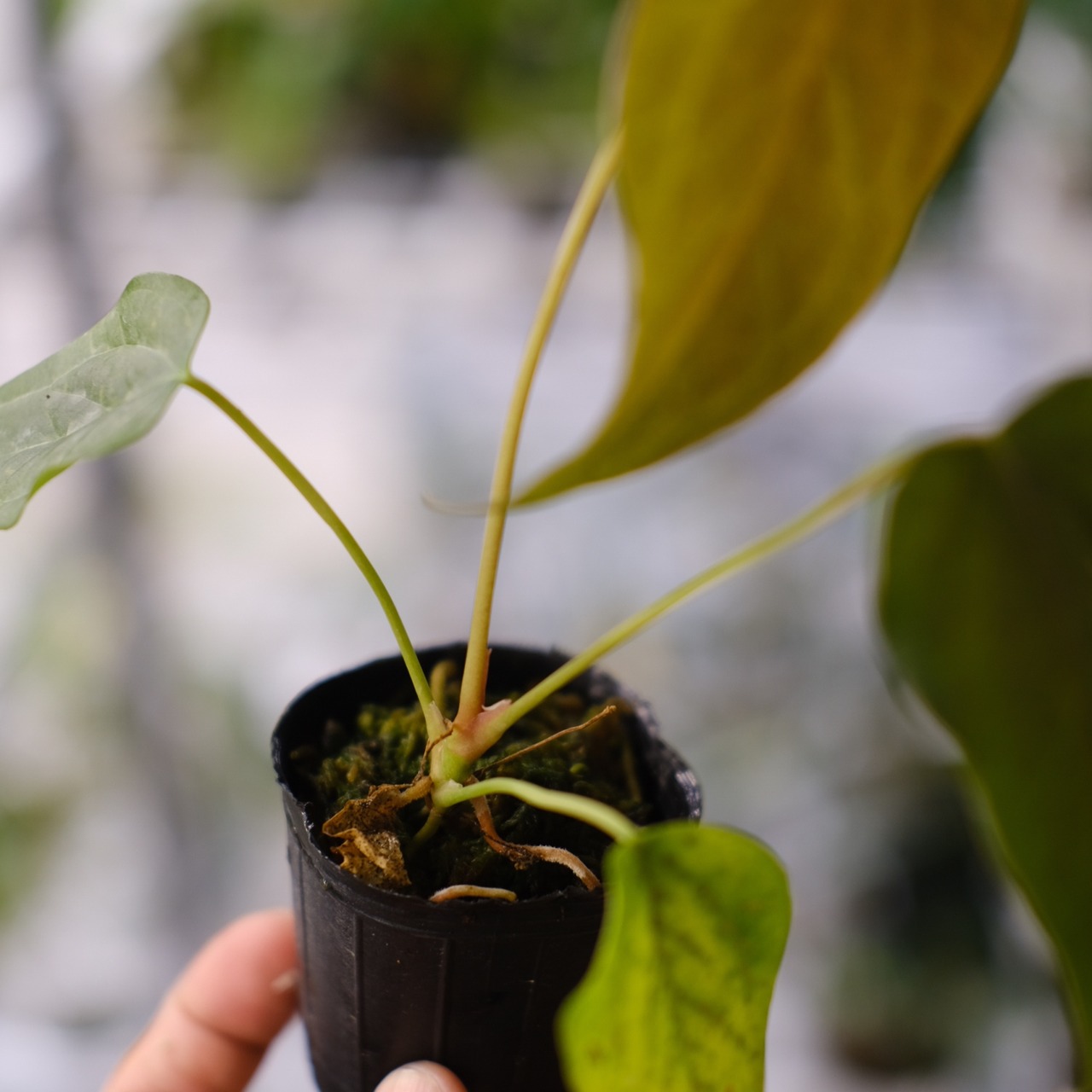 【希少】Anthurium Queen of Heart / アンスリウム クイーン オブ ハート⑭ / 観葉植物<育て方・花言葉>