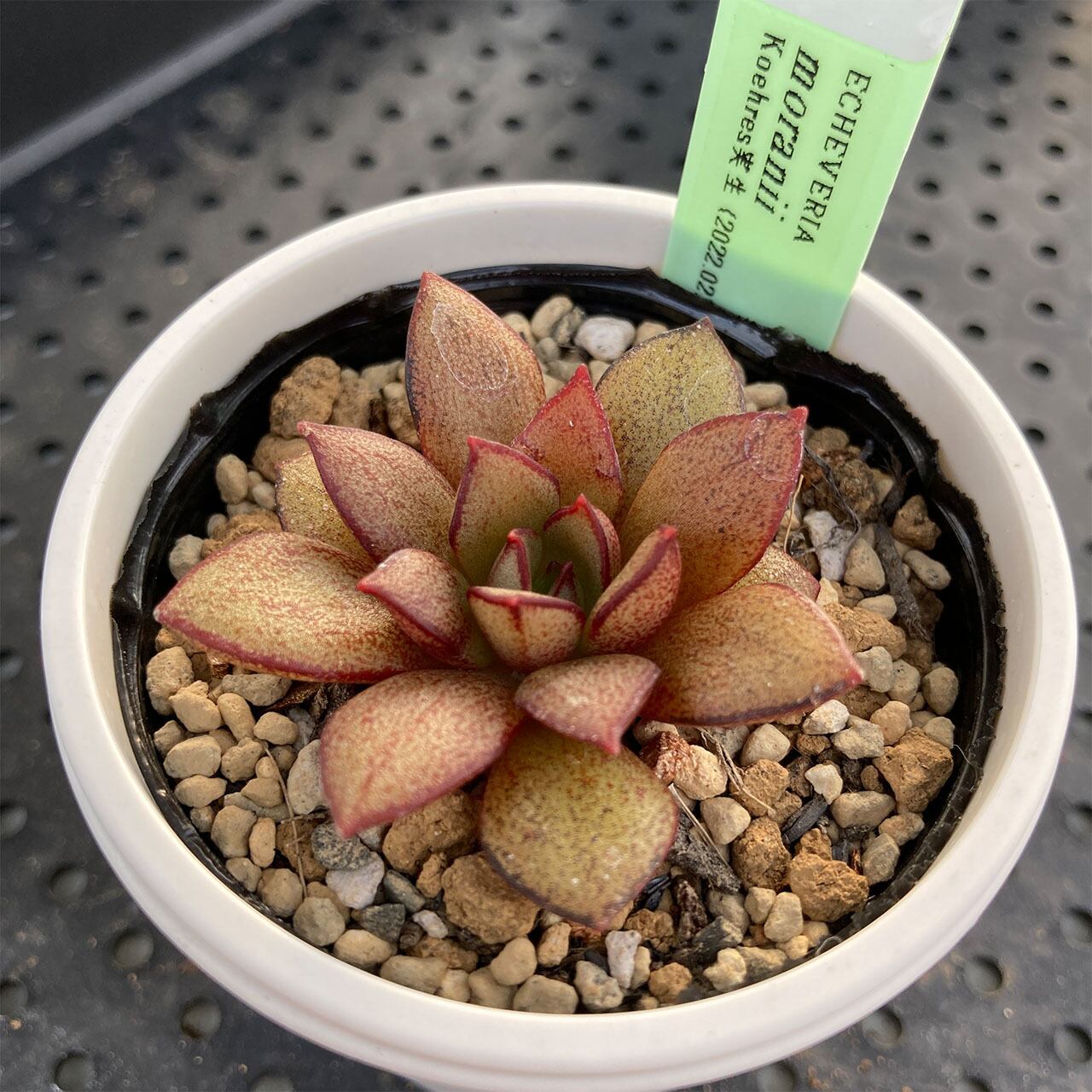 実生苗　多肉植物　エケベリア　⑪ 444:Echeveria FO-48)6㎝ポット[多肉植物・ケーレス FO-48(エケベリア エケベリア・セダム