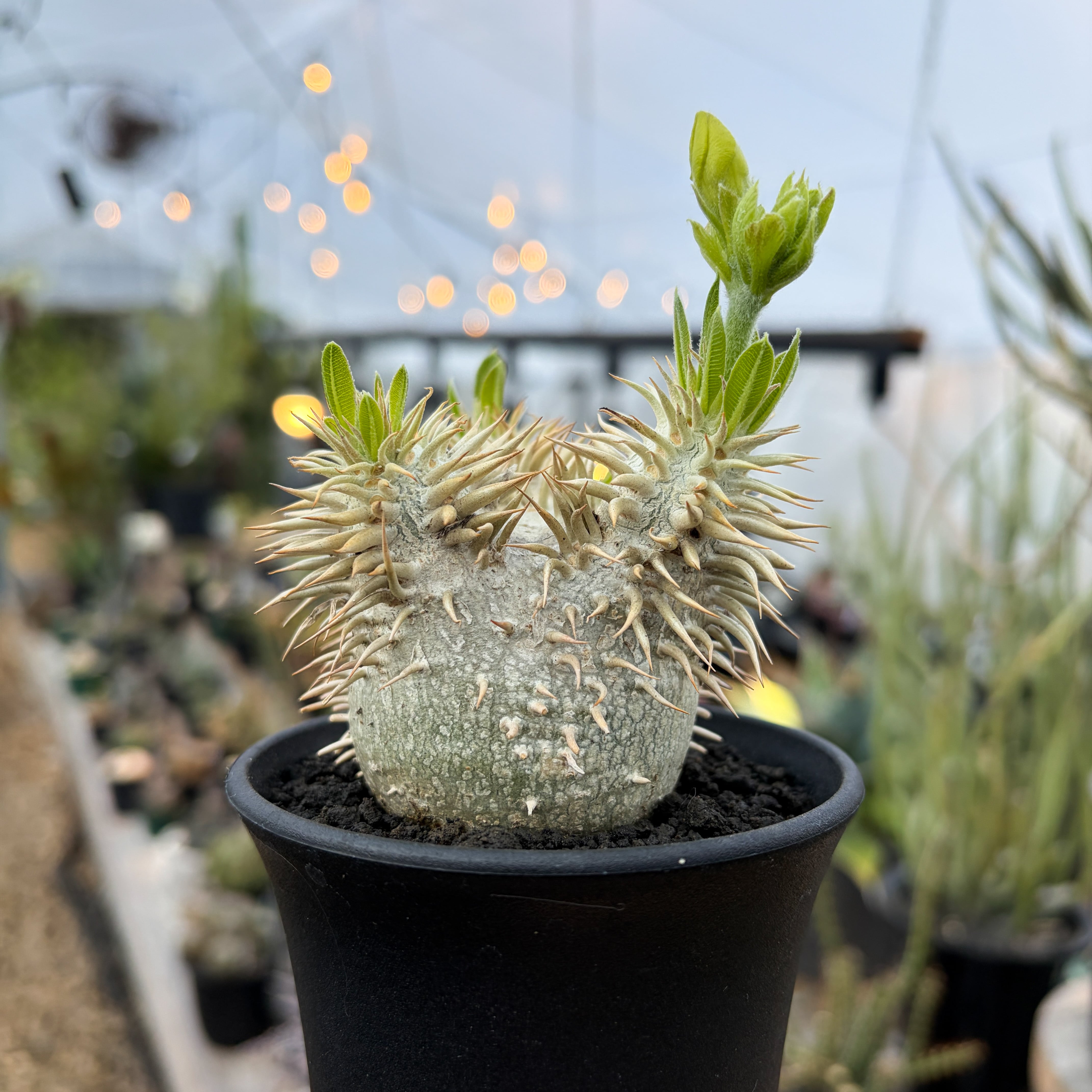 Pachypodium enigmaticum【パキポディウム・エニグマティクム・実生