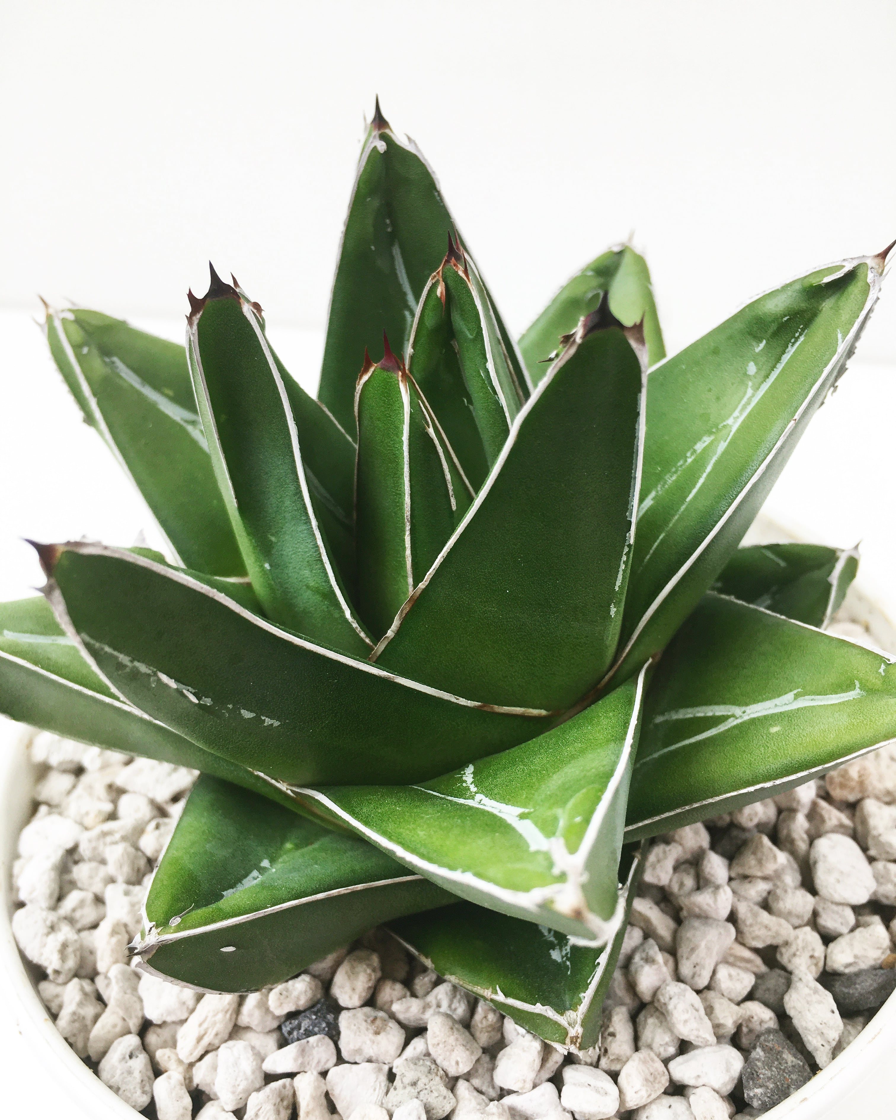 アガベ アビーブロック 広葉笹の雪 Agave victoriae-reginae 'Abbey