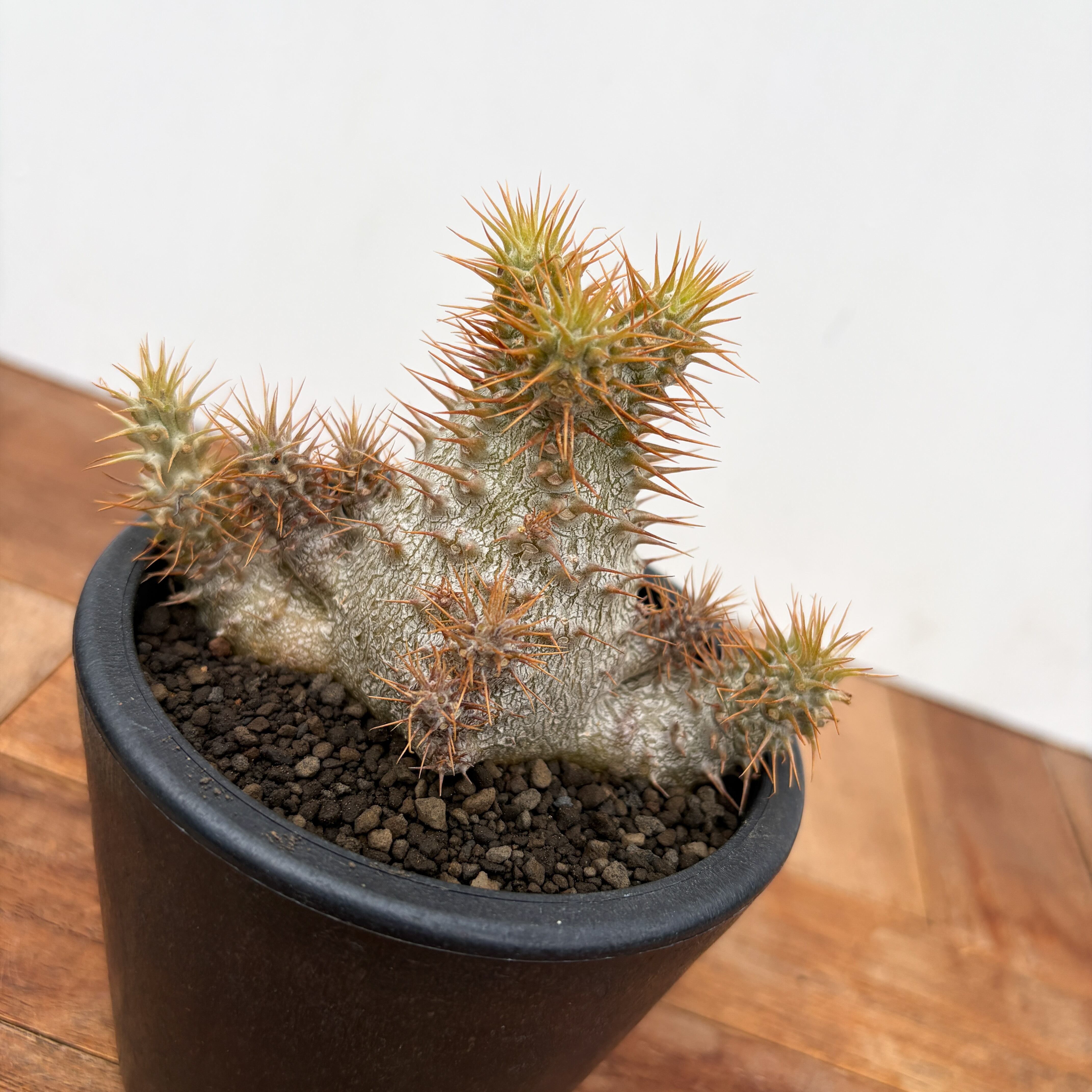 Pachypodium Gracilius【パキポディウム・グラキリス・実生】 | RIMO'S