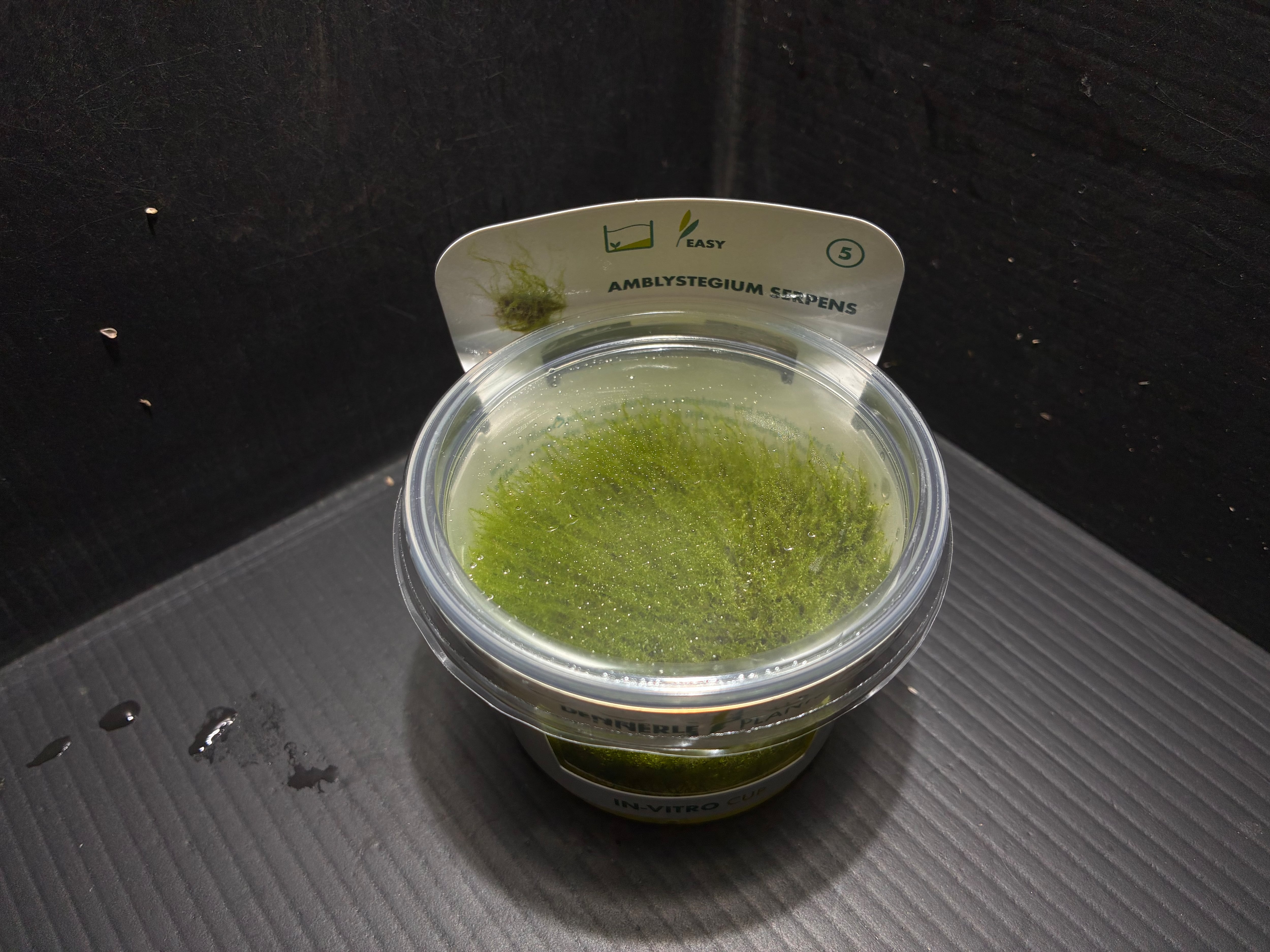 水草・観葉植物 | AquaFocus