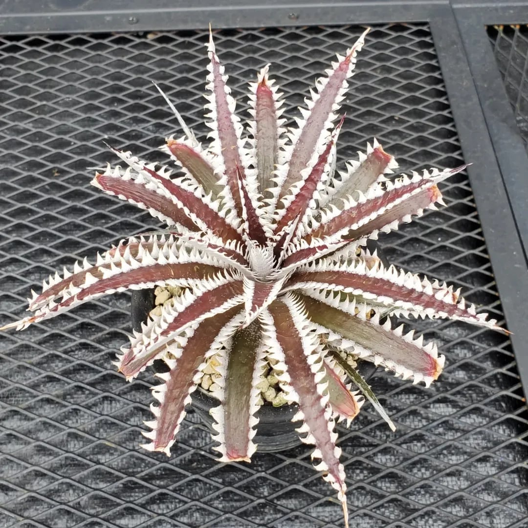 F00357_Dyckia 'Kazaguruma' F2 (NNN-KZF2-001)：ディッキア