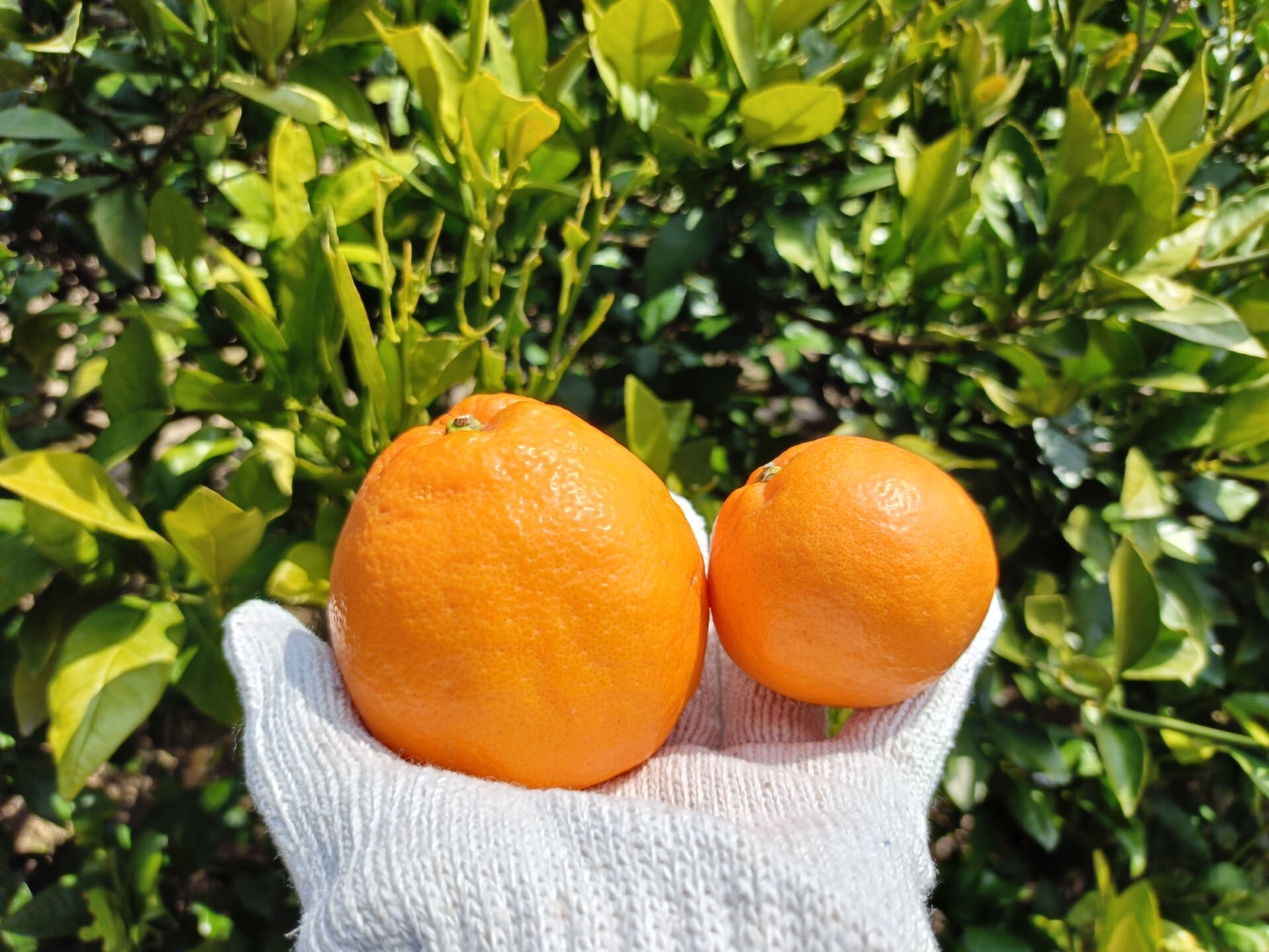 【小玉】はるみ 2kg箱(税込・送料込)