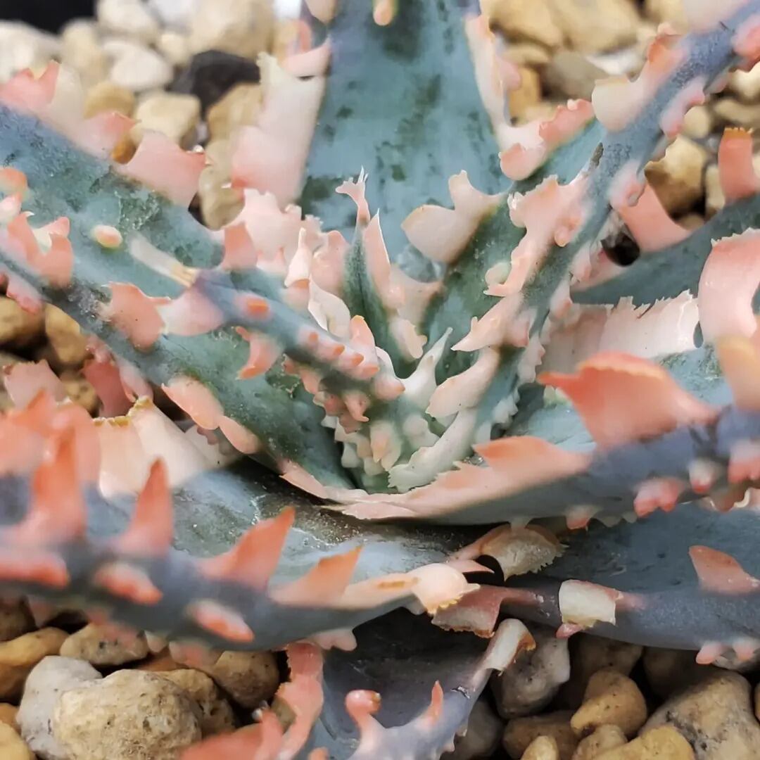 F00603_Aloe 'Saw Bones' Hybrid：アロエ・ハイブリッド（子株