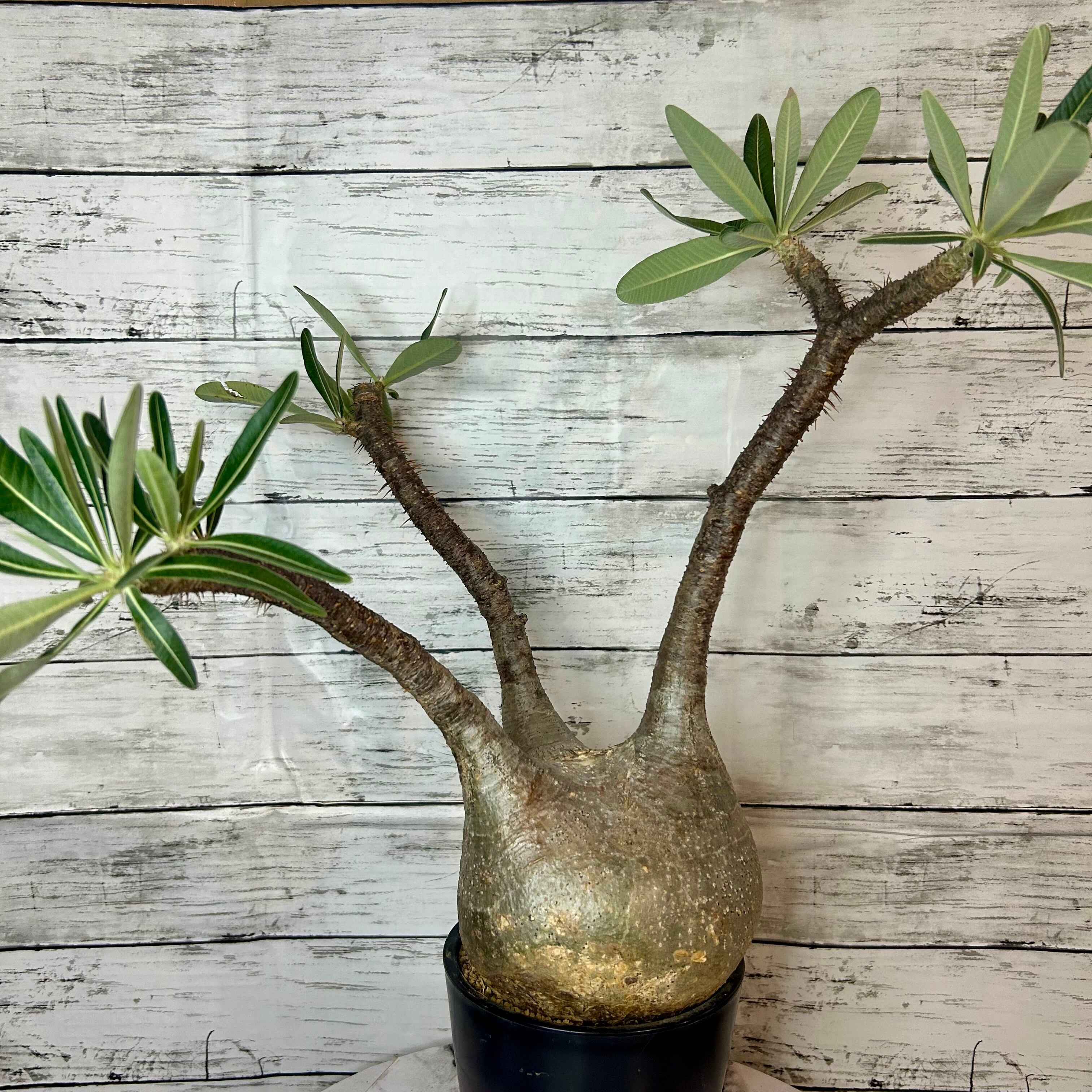 発根済み】パキポディウム グラキリス 幹幅 16cm 園芸ネット本店