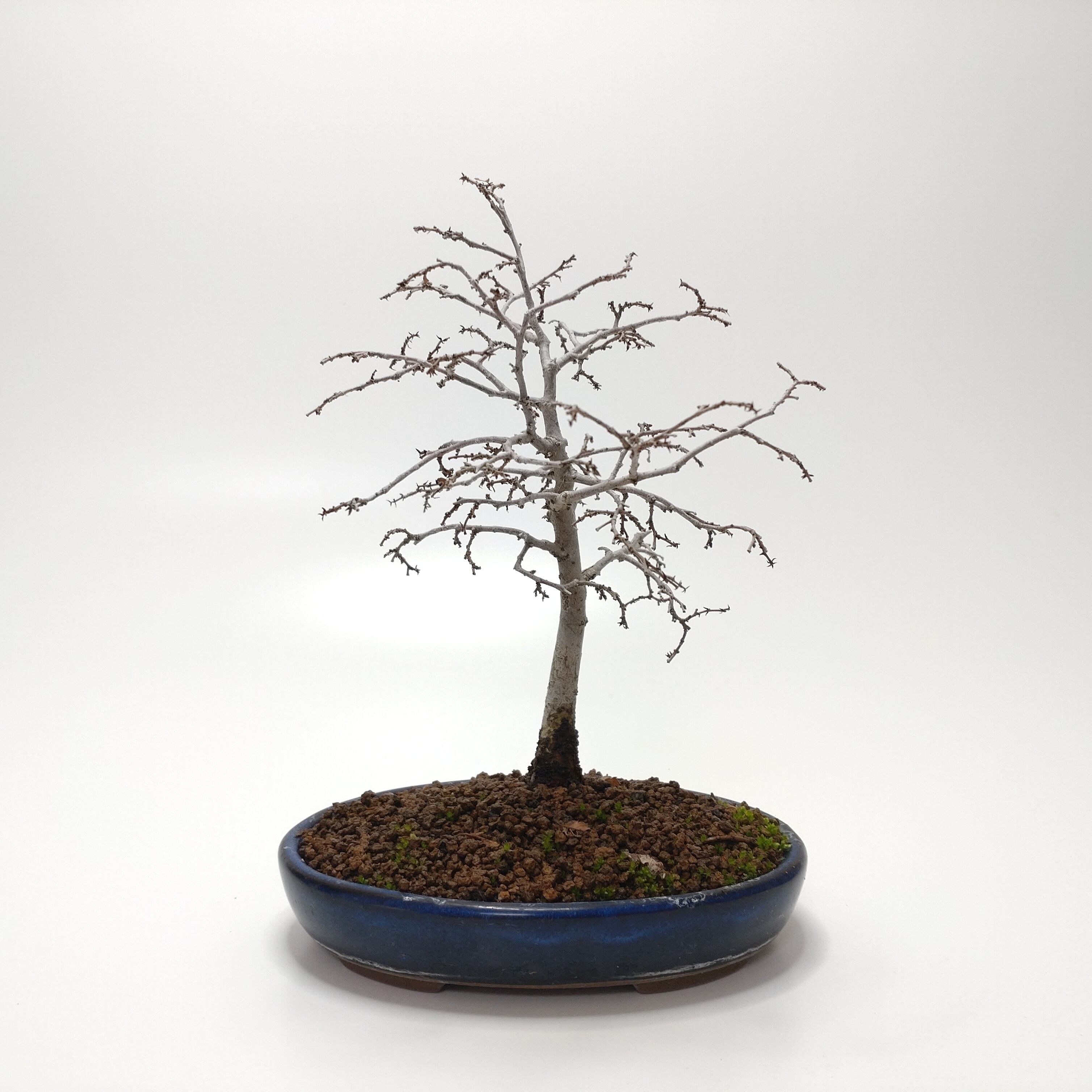 檜（ヒノキ）盆栽 SS005 | 盆栽創【Bonsaisou】