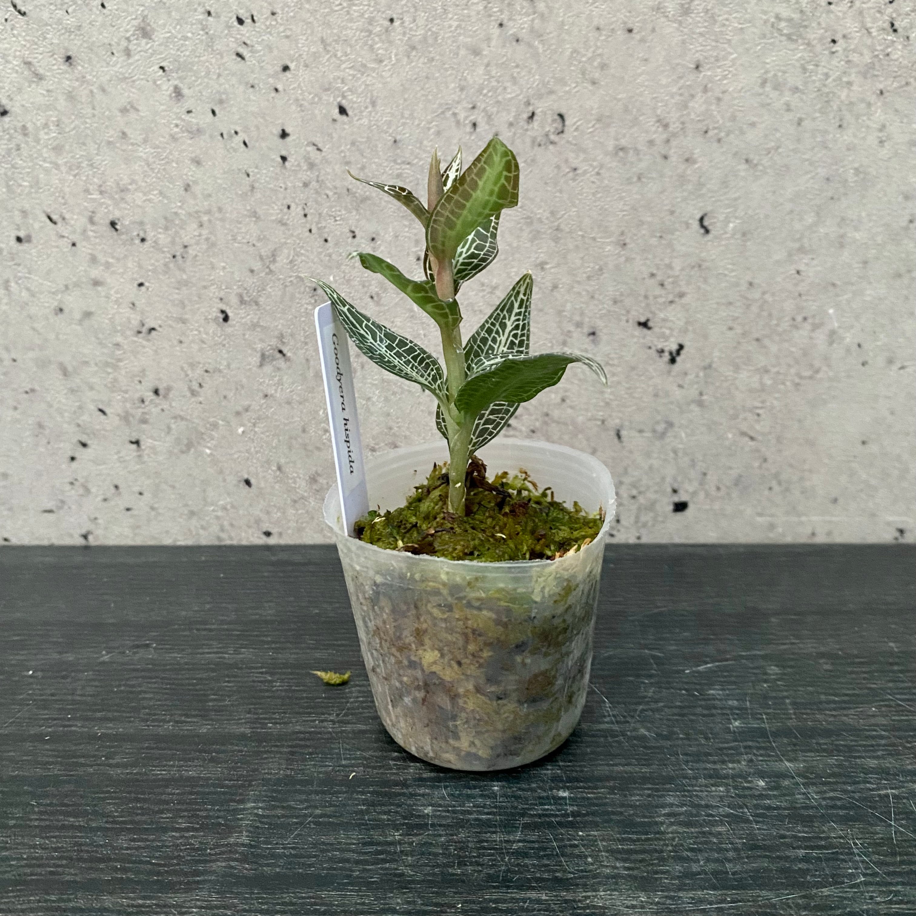 ジュエルオーキッド 『Goodyera hispida』 | Planet Plants プラネット